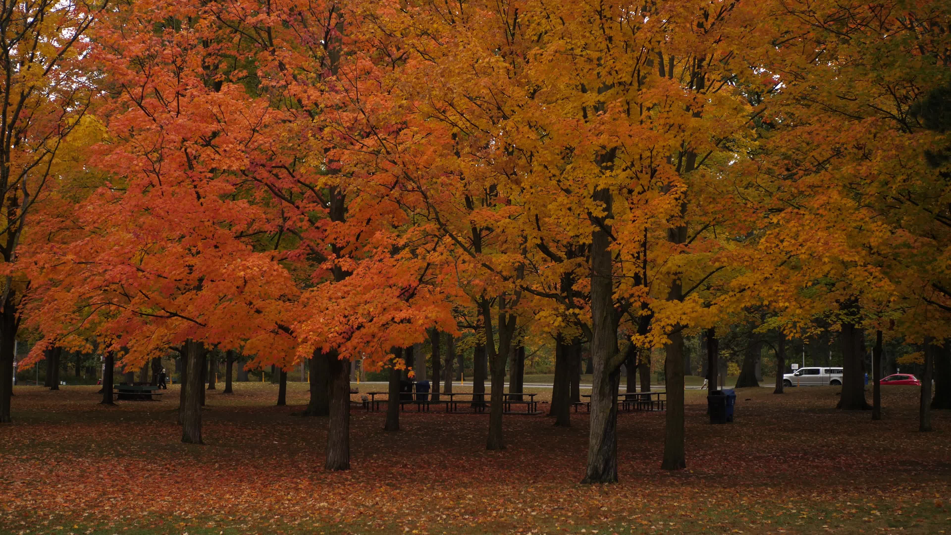 Autumn Season - Toronto, Canada