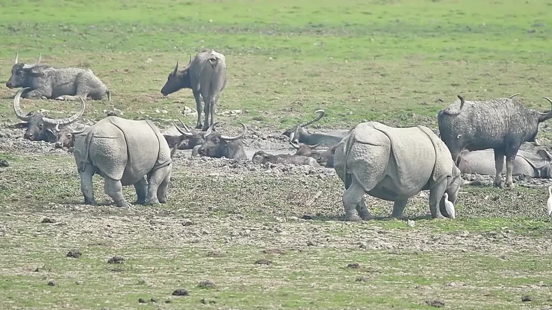 Pobitora Wildlife Sanctuary reopens for tourist season in India 