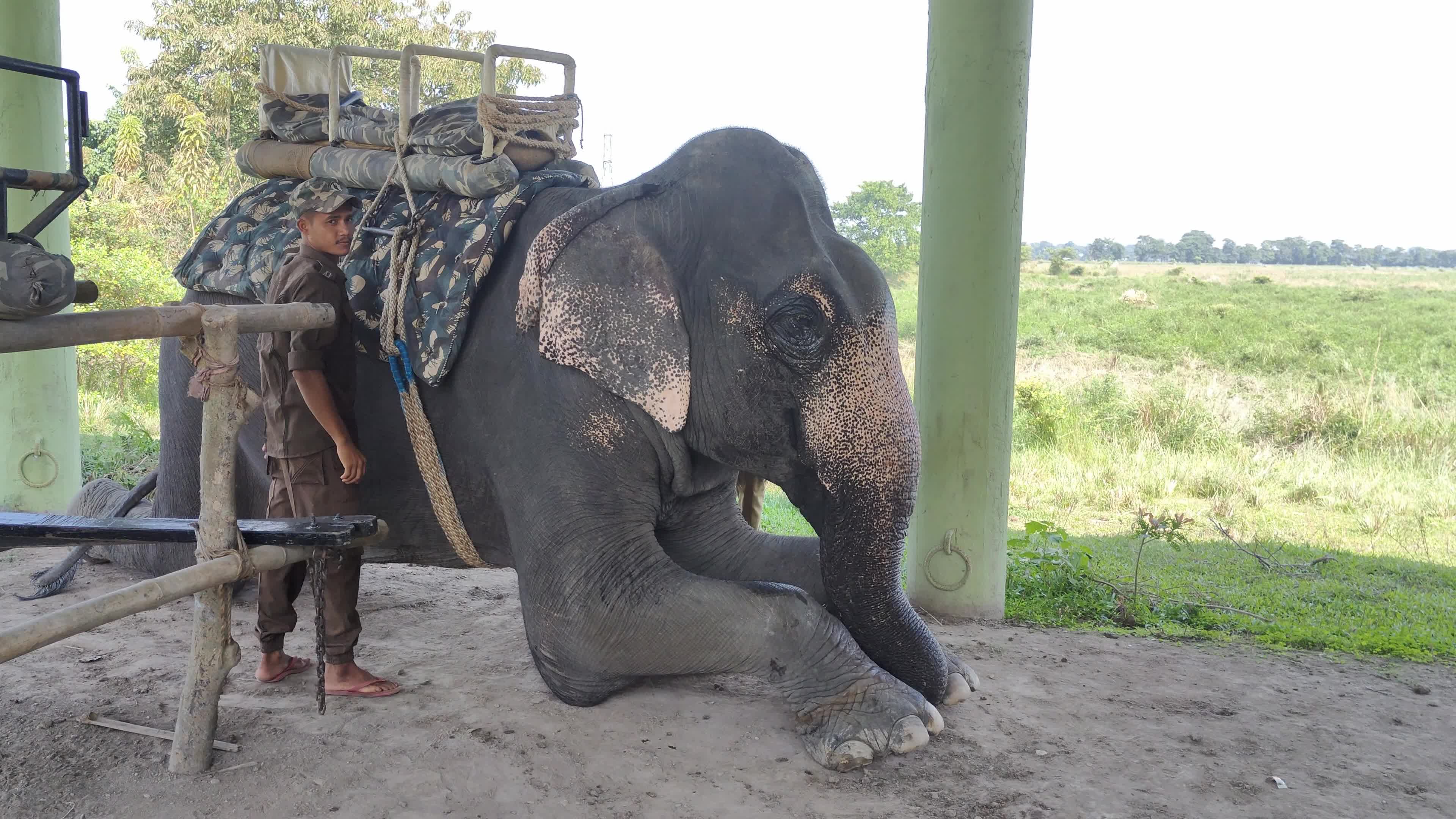 Assam’s Pobitora Wildlife Sanctuary reopens in India