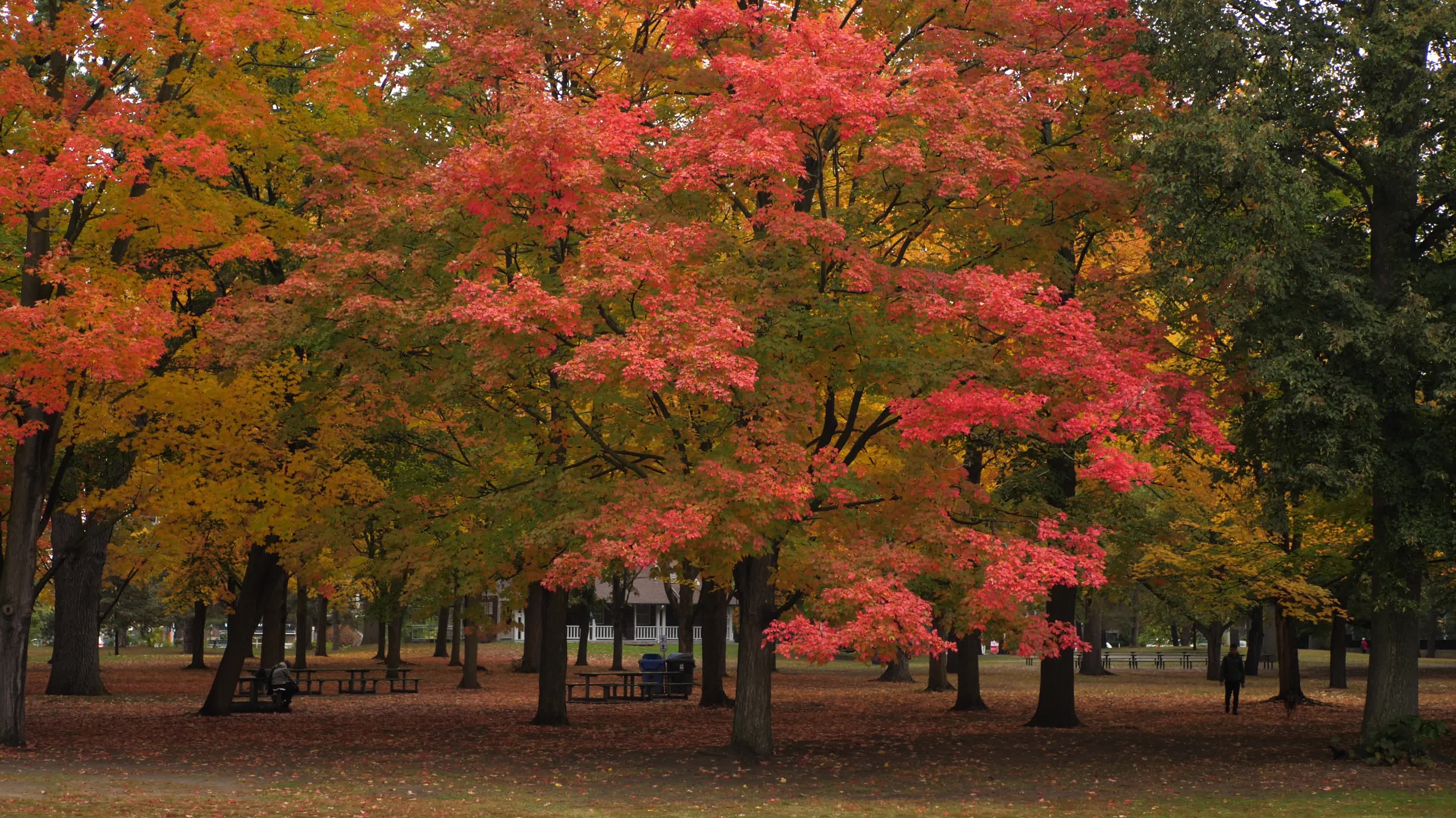 Autumn Season - Toronto, Canada