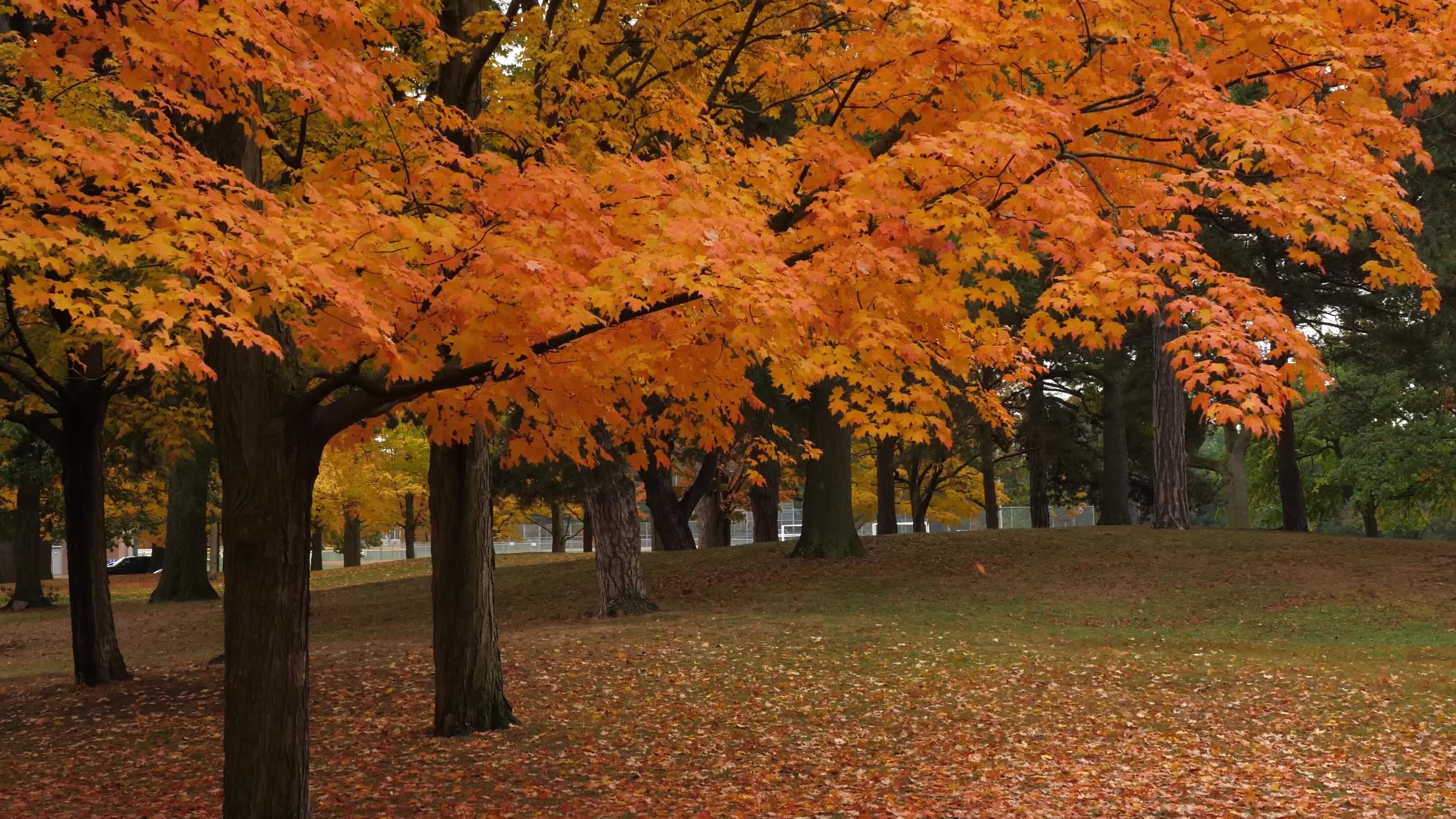 Autumn Season - Toronto, Canada