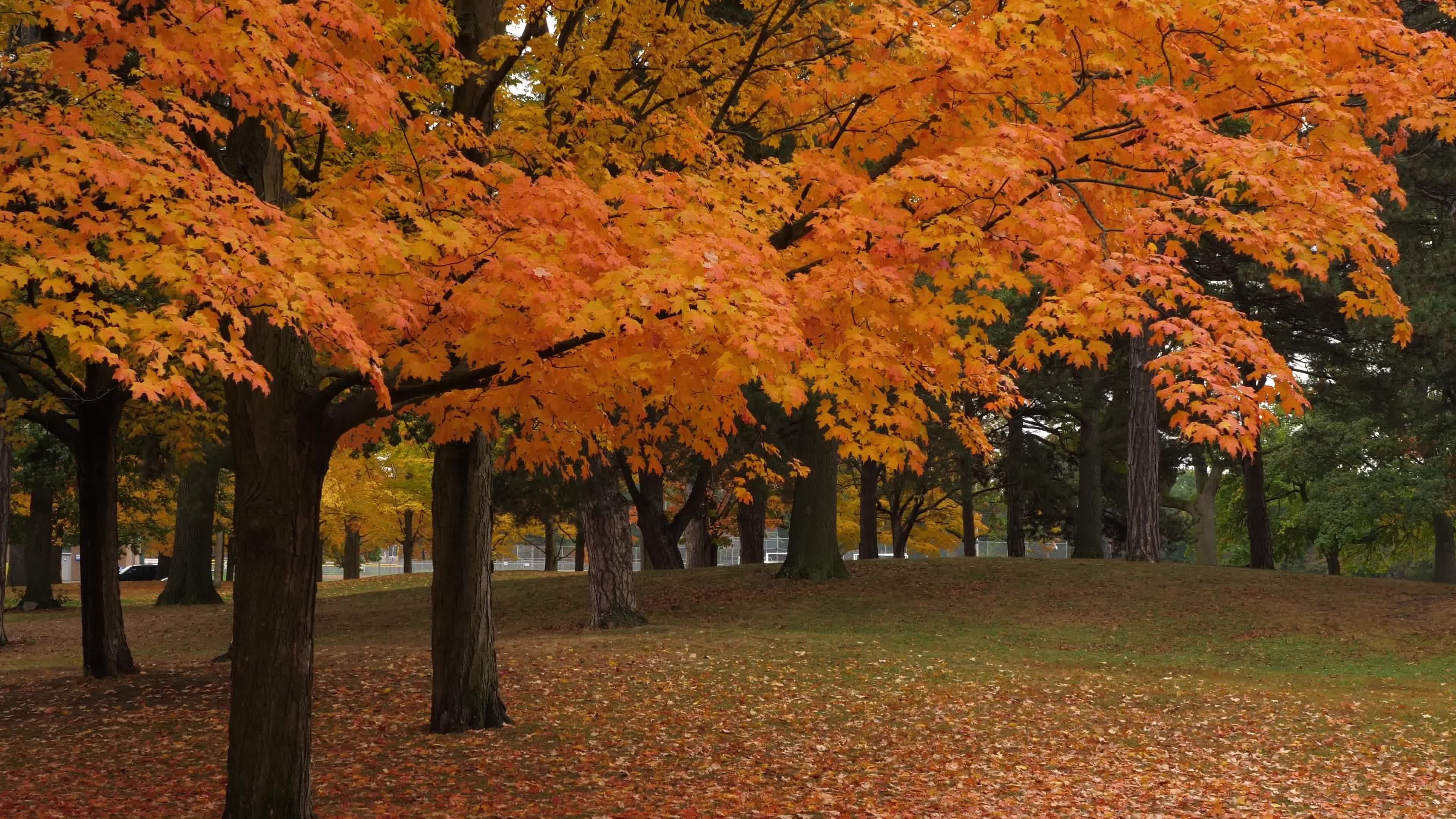 Autumn Season - Toronto, Canada
