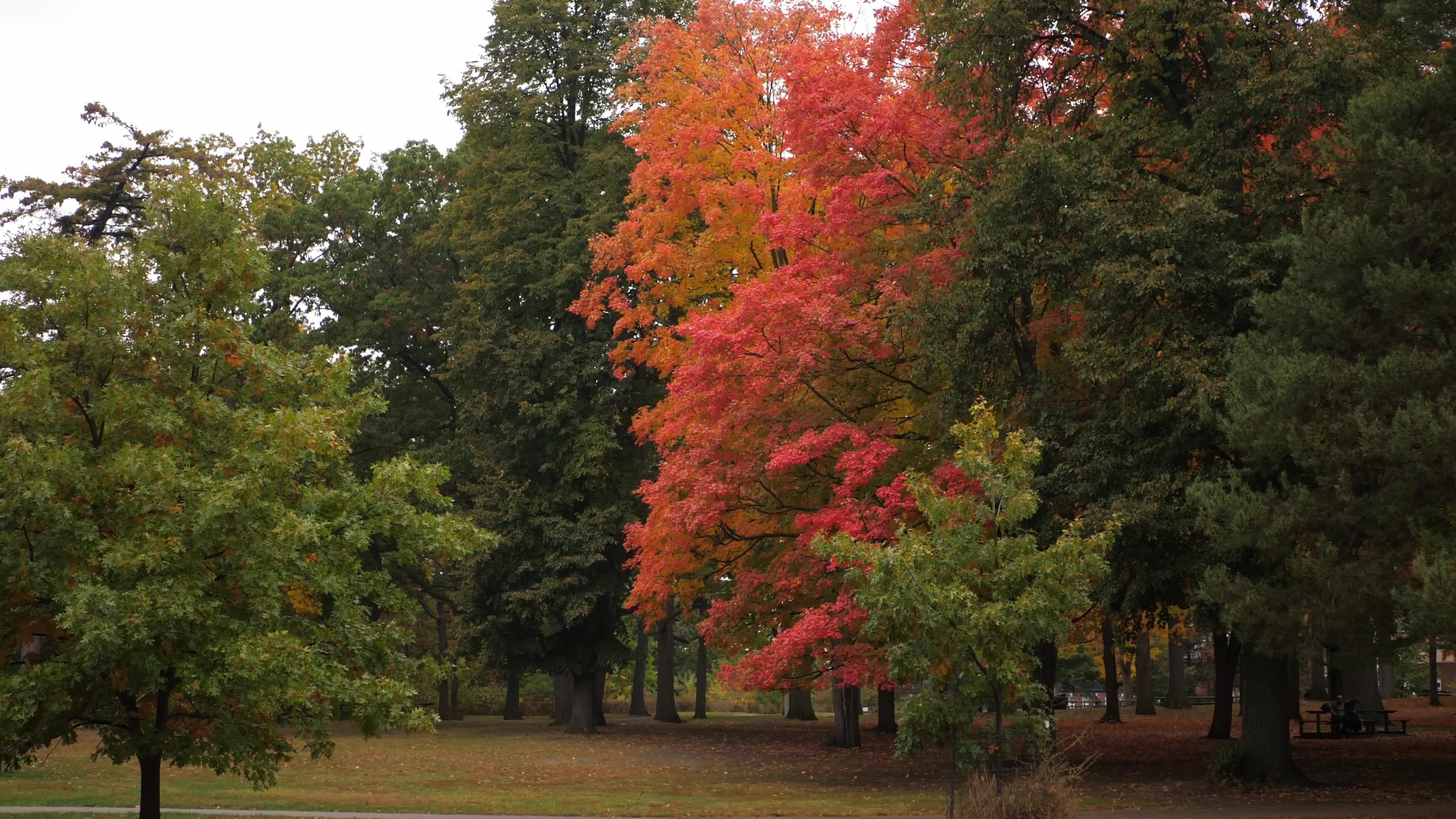 Autumn Season - Toronto, Canada