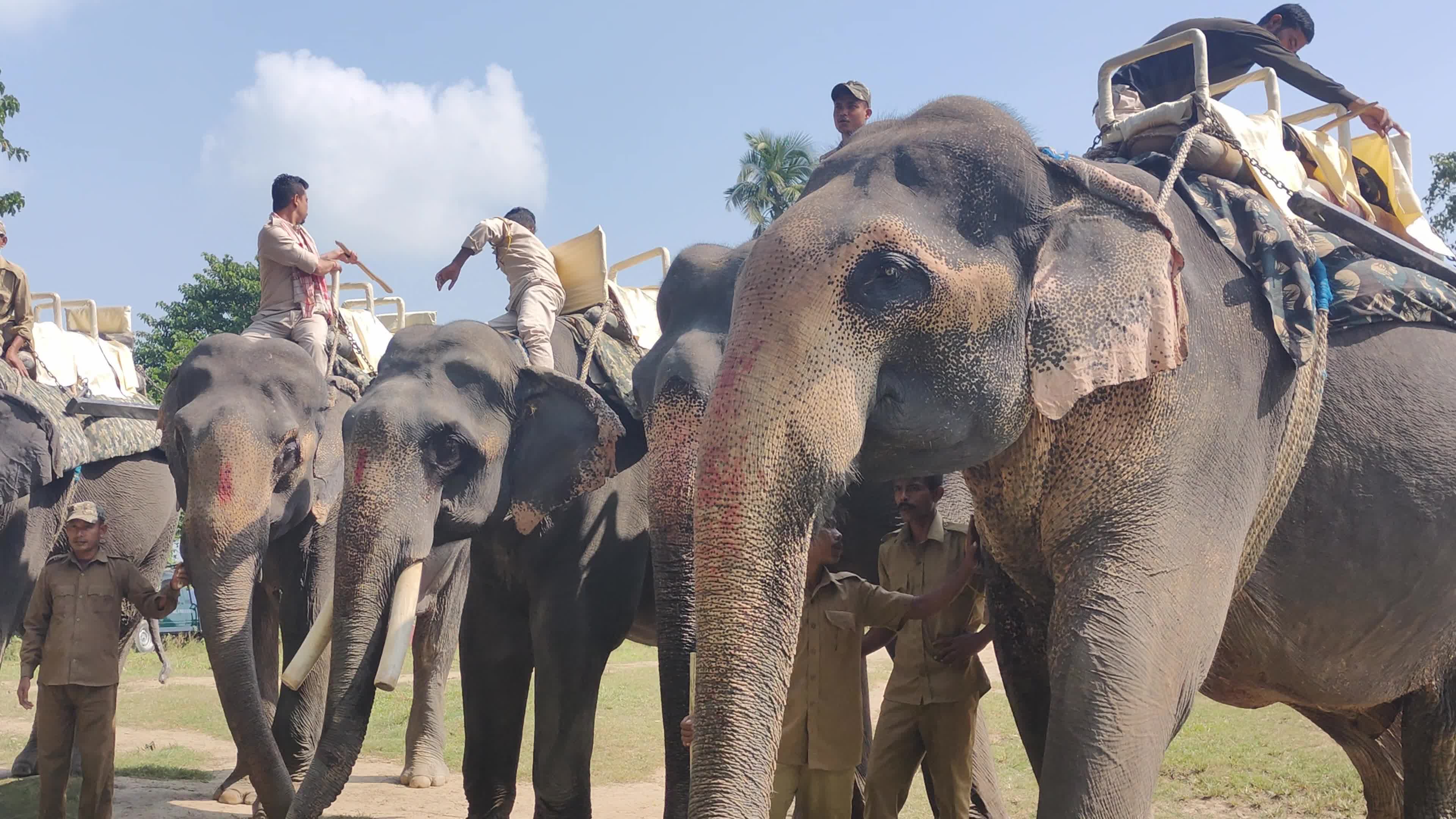 Assam’s Pobitora Wildlife Sanctuary reopens in India