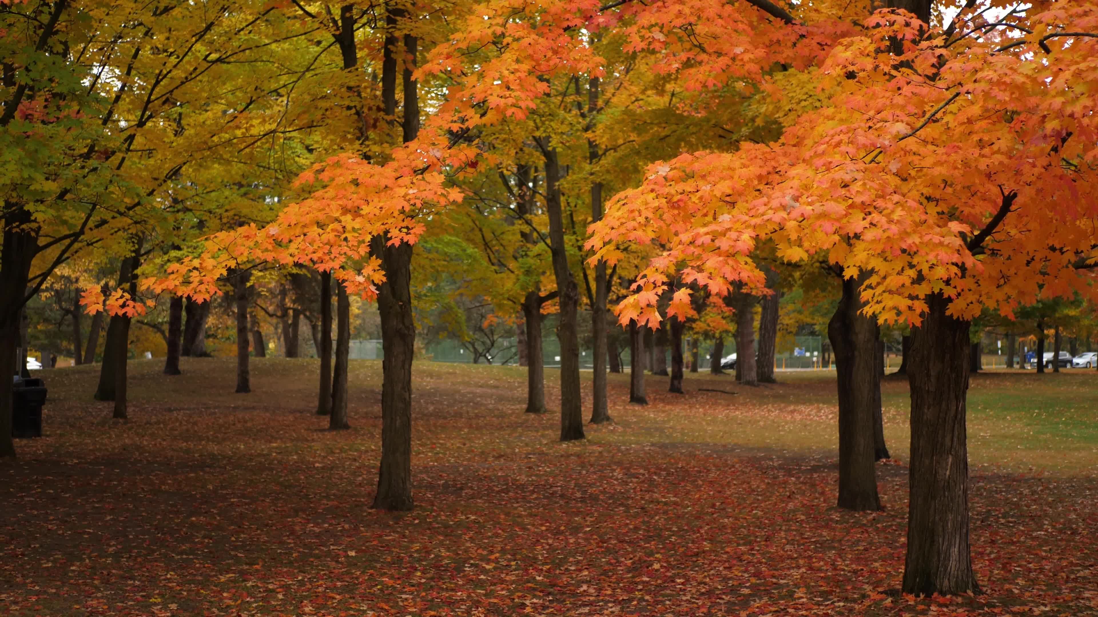 Autumn Season - Toronto, Canada