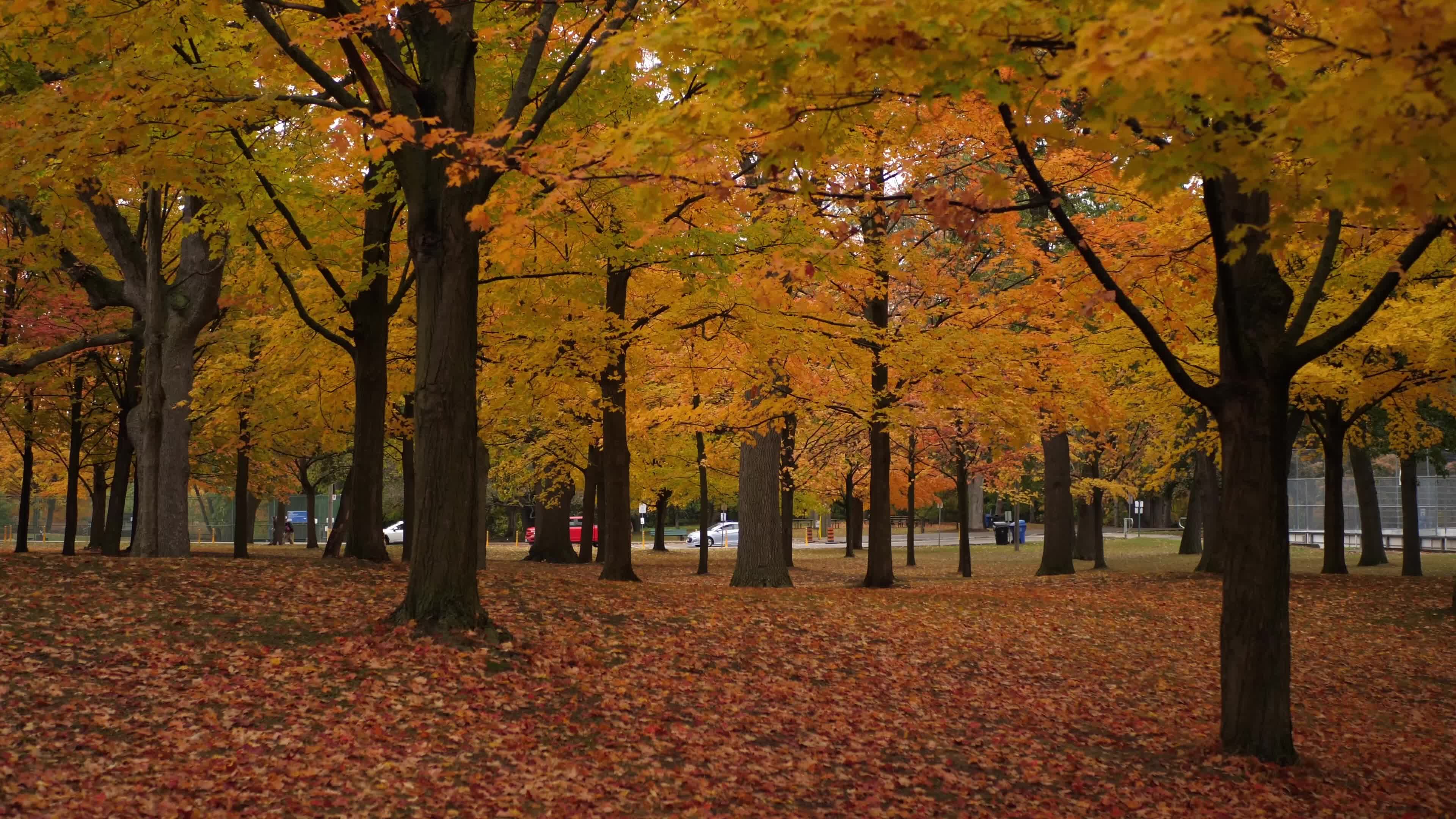 Autumn Season - Toronto, Canada