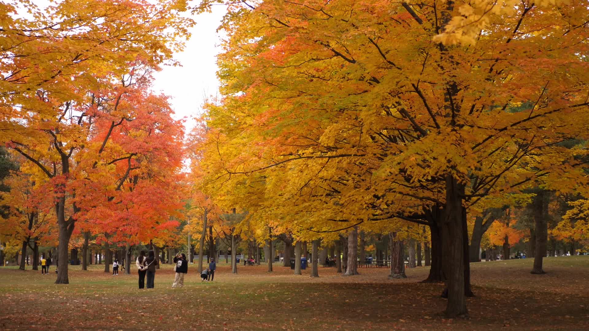 Autumn Season - Toronto, Canada