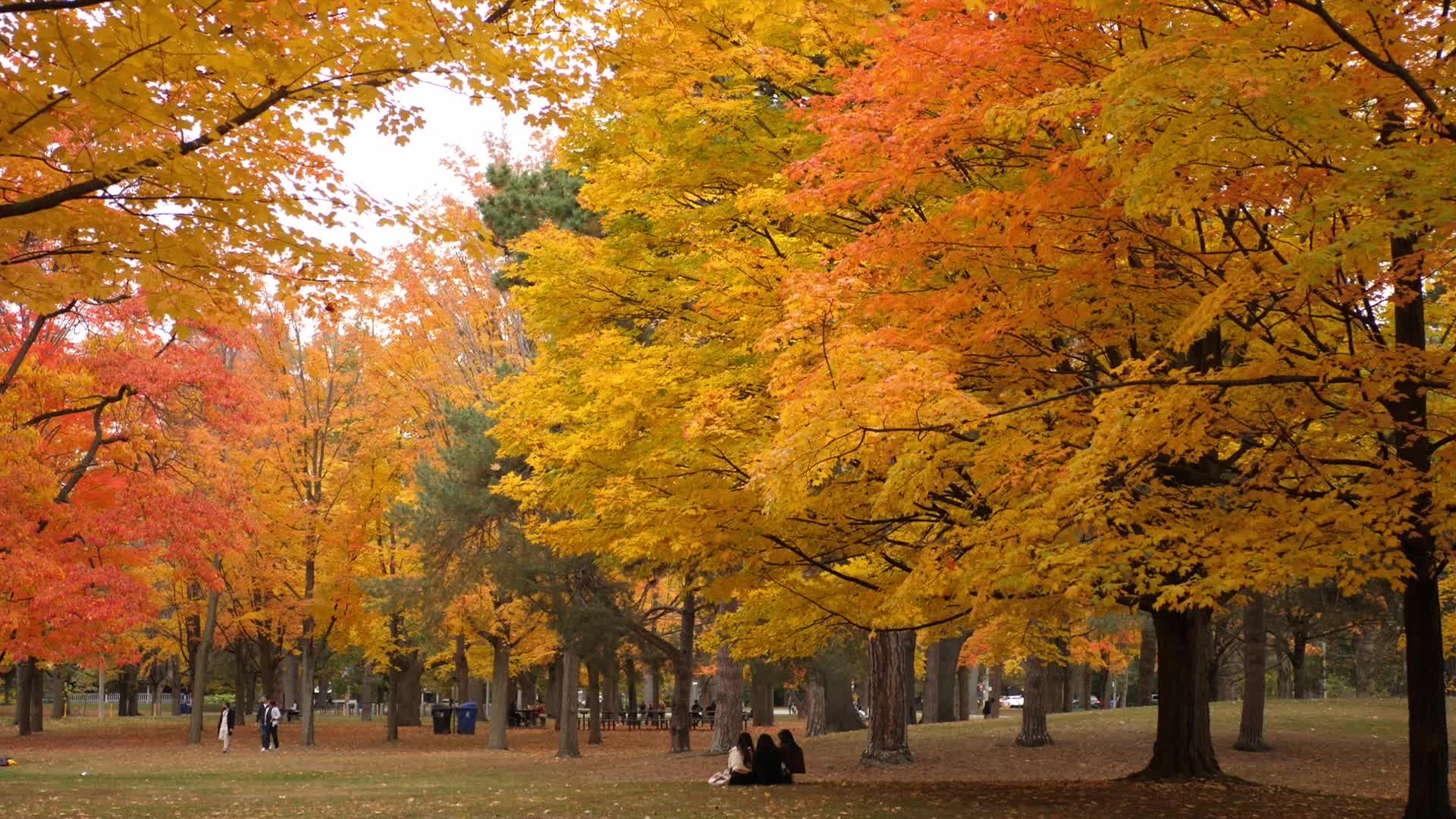 Autumn Season - Toronto, Canada