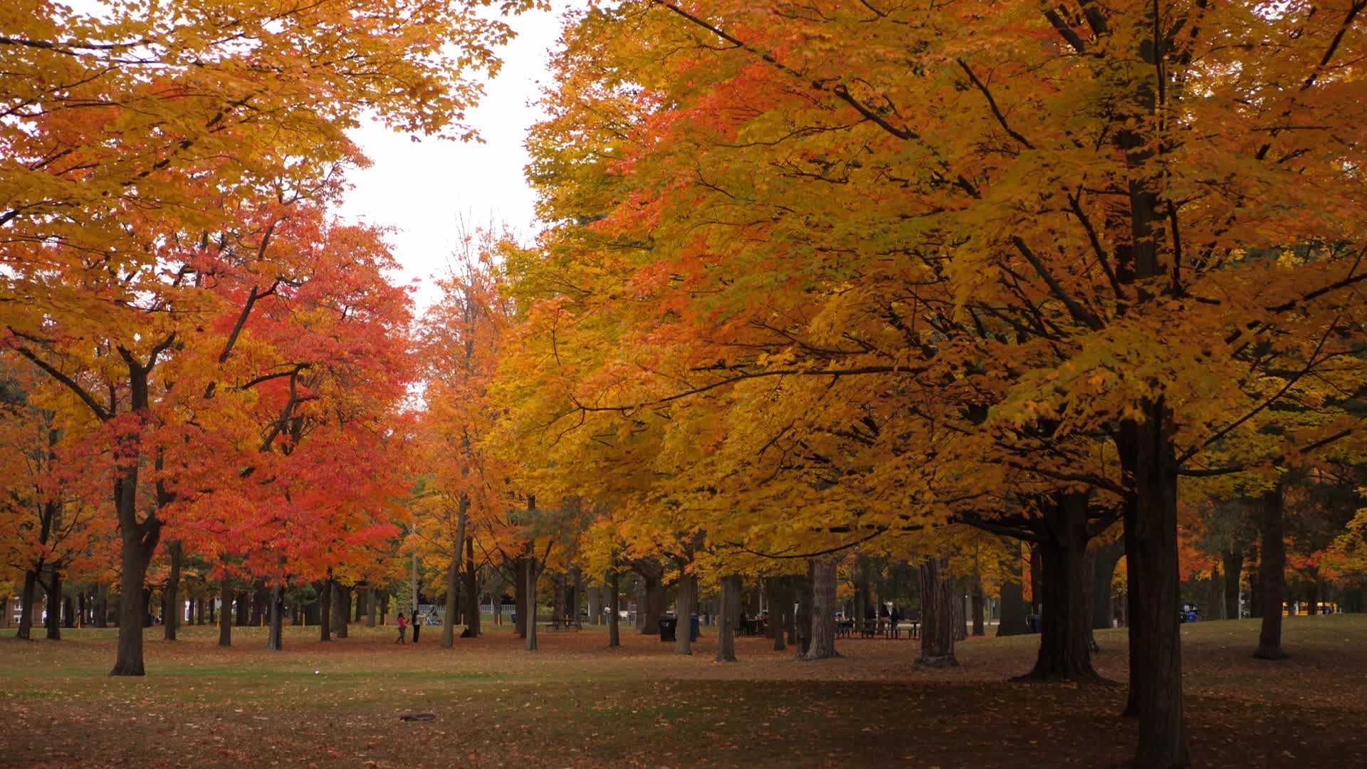 Autumn Season - Toronto, Canada