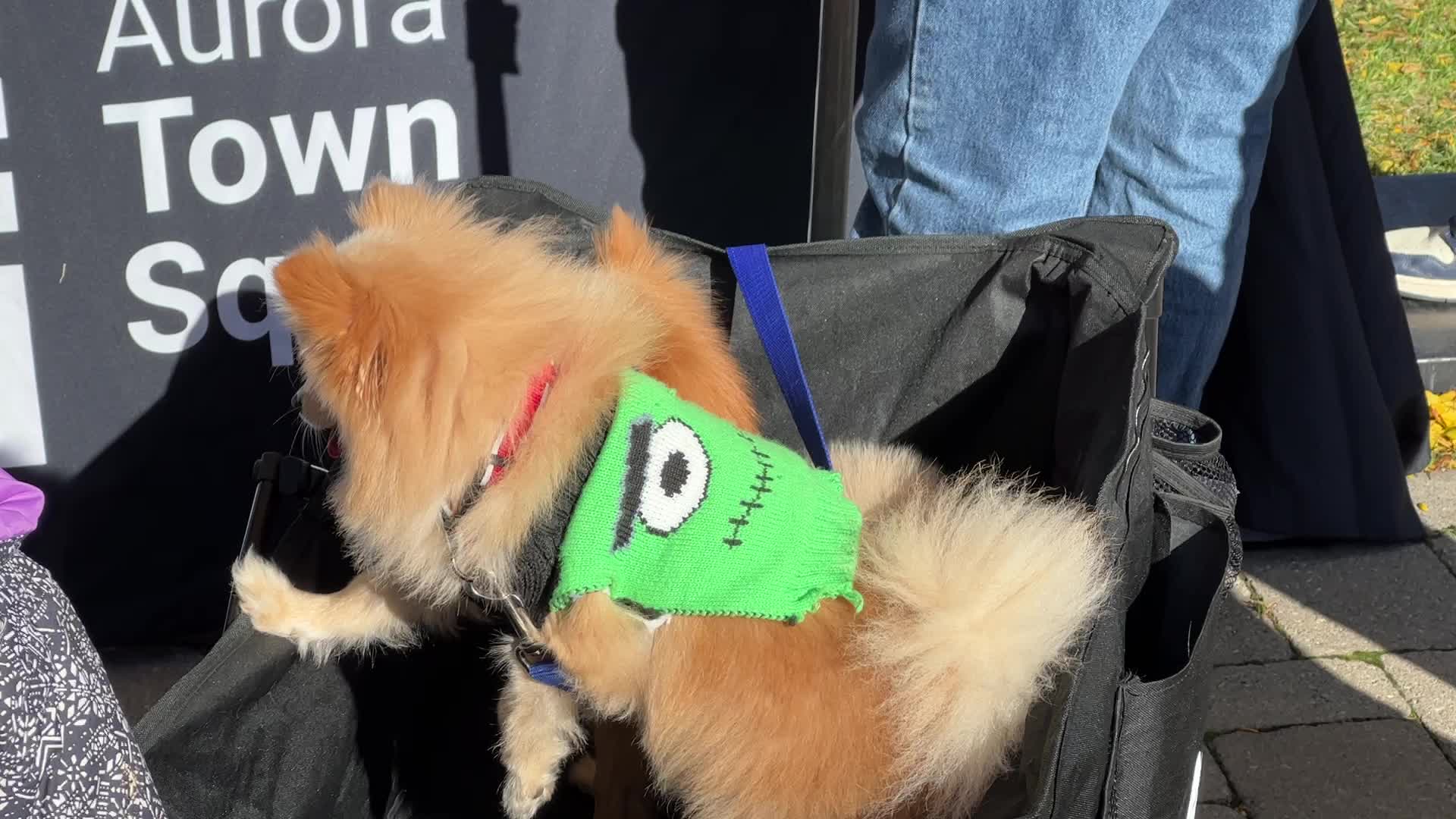 Halloween dog costume parade in Aurora