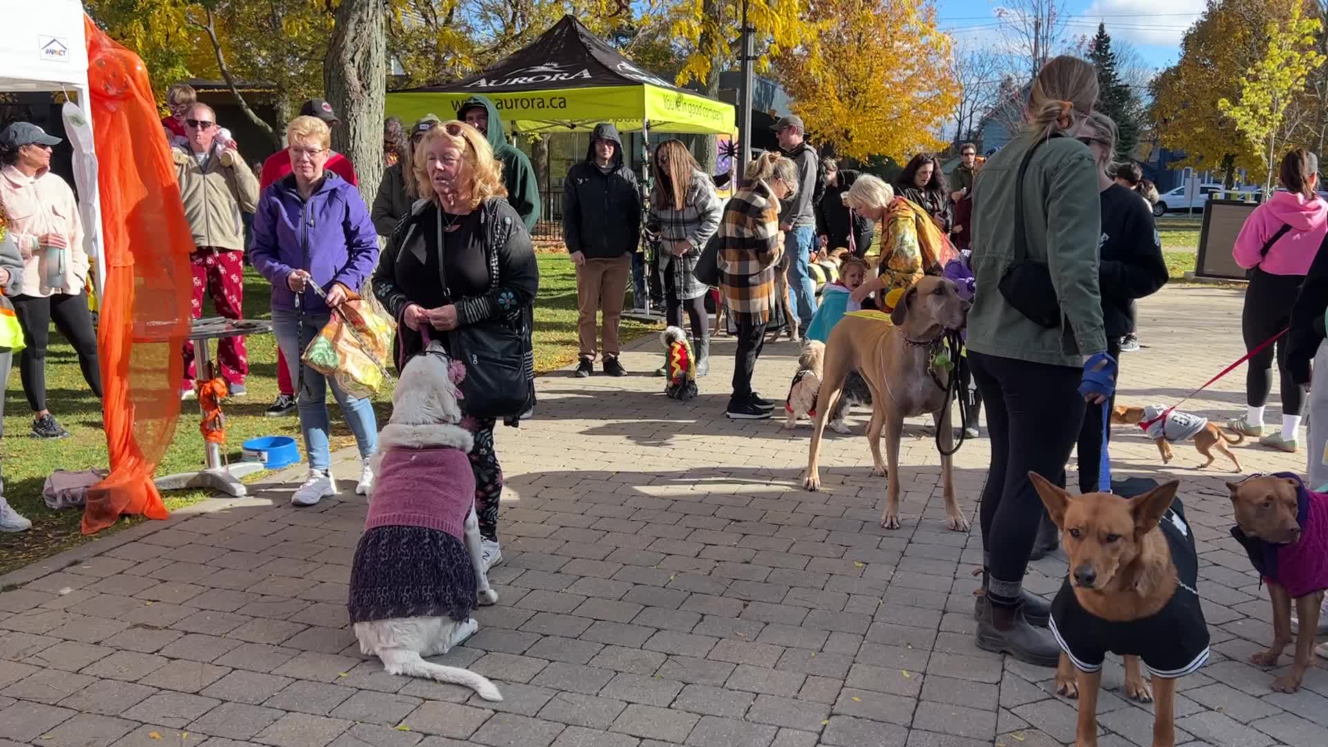 Halloween dog costume parade in Aurora
