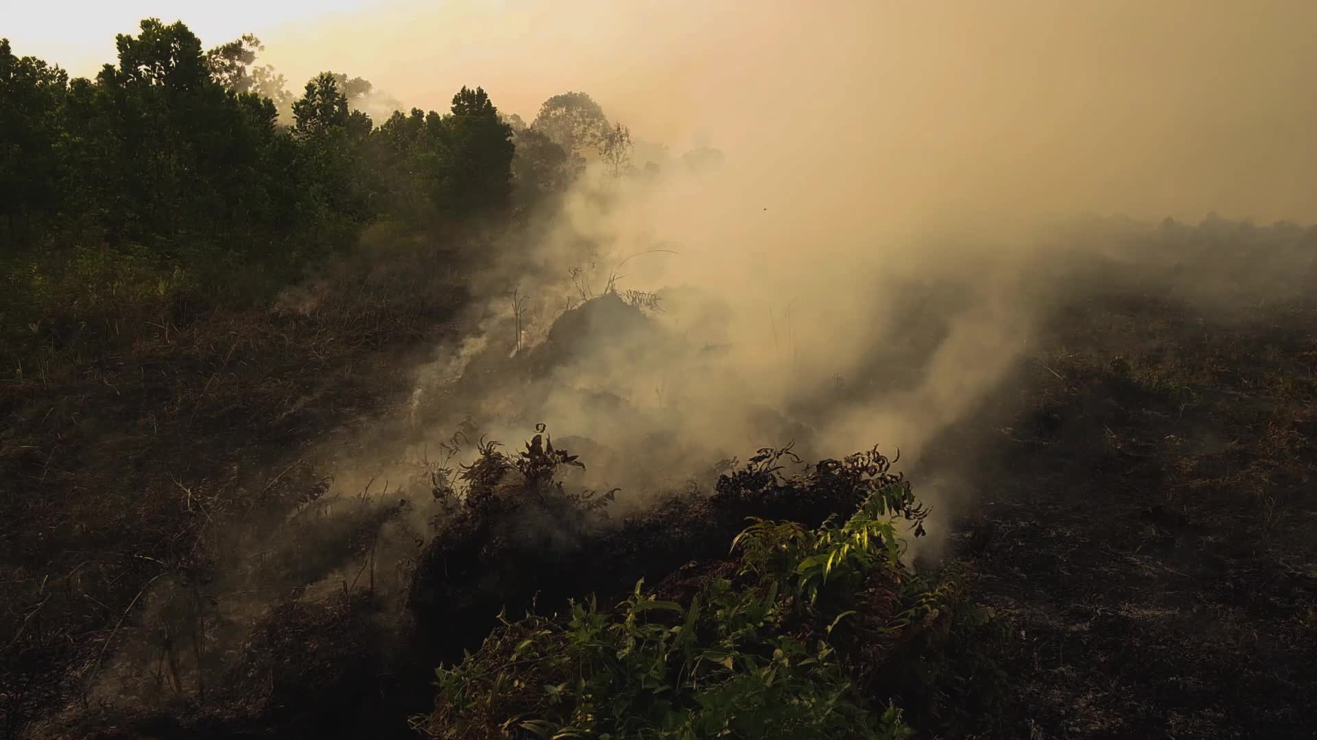 Riau Attempt To Extinguish Forest Fires