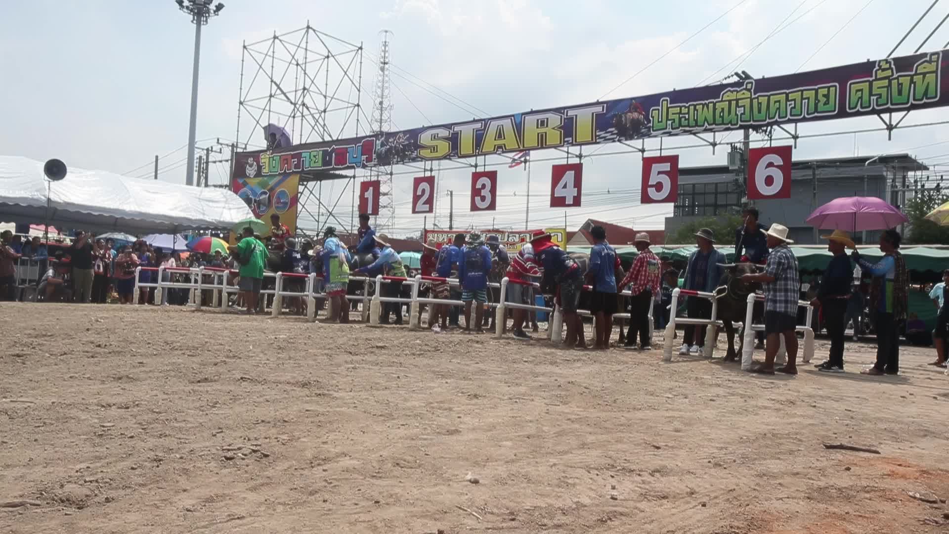  Buffalo race festival, in Chonburi province