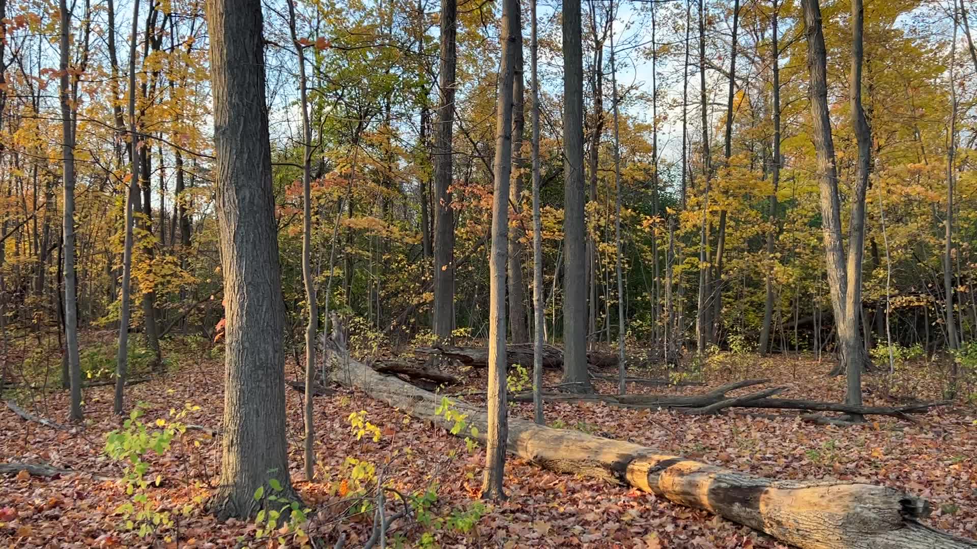 Autumn season in Markham