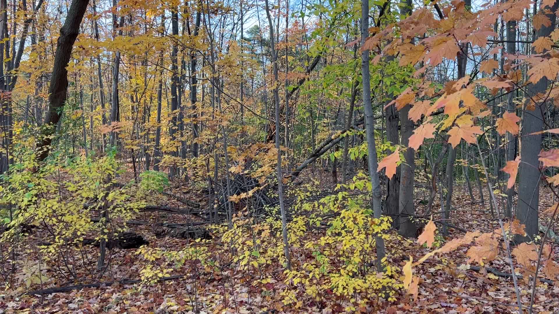 Autumn season in Markham