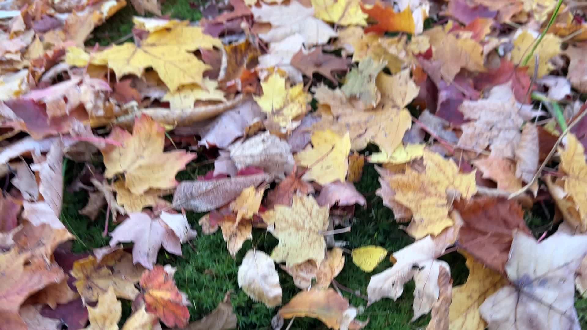 Autumn season in Markham
