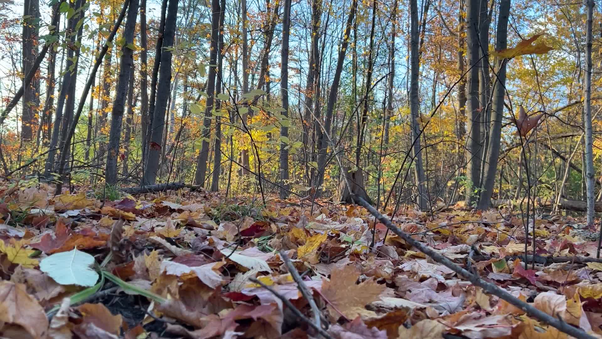Autumn season in Markham