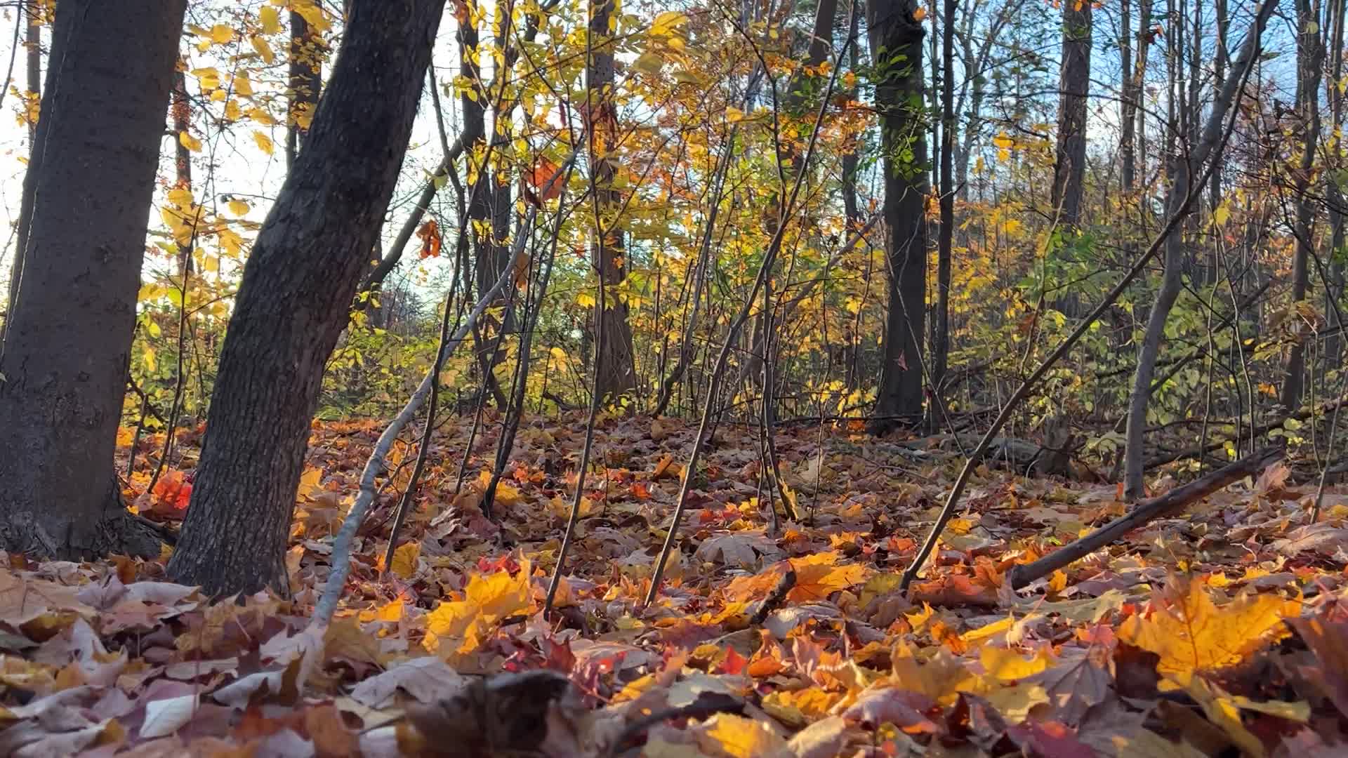 Autumn season in Markham
