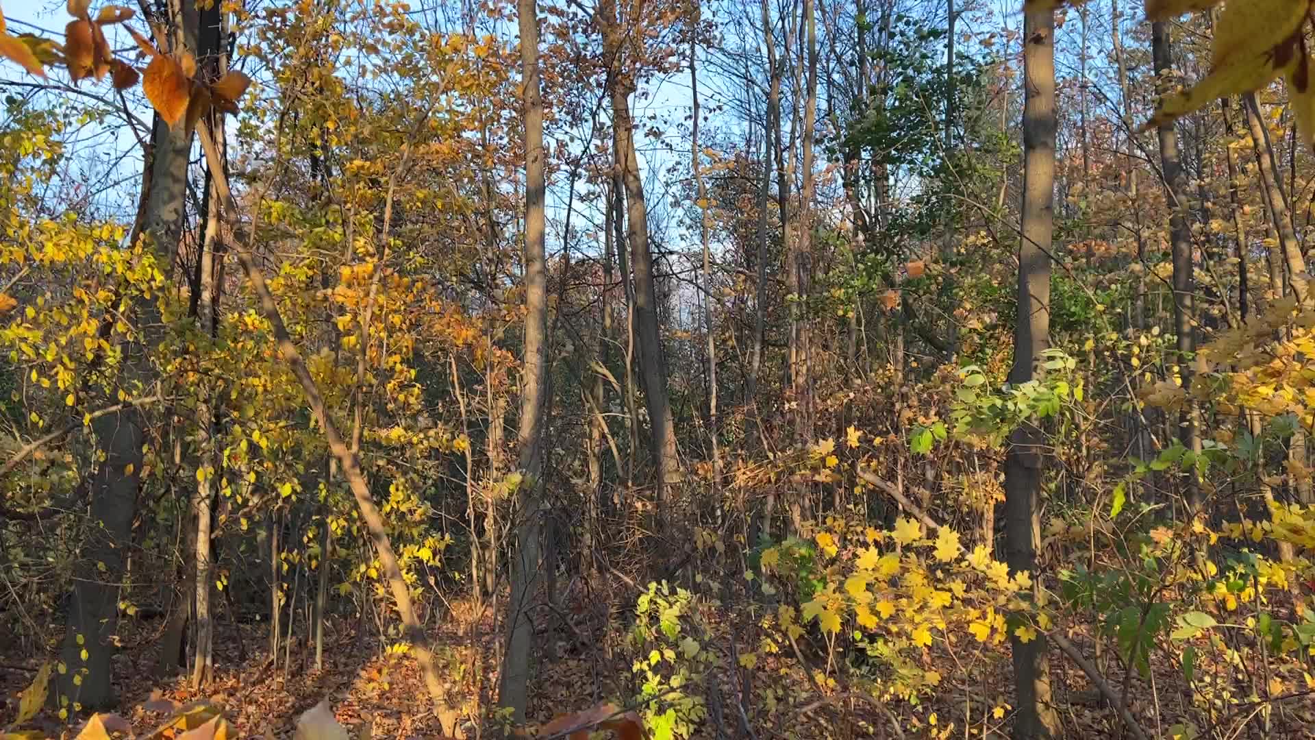 Autumn season in Markham