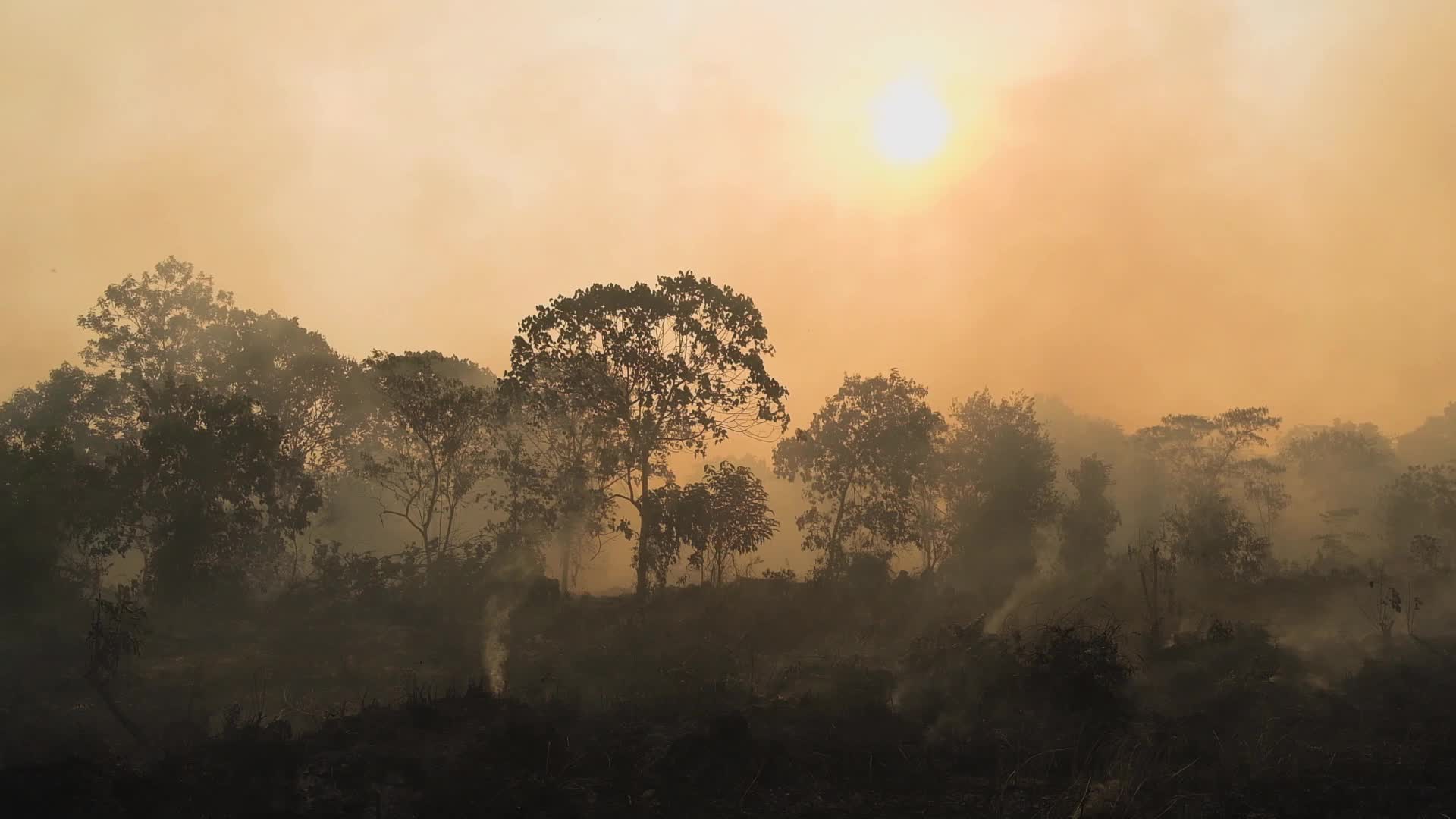 Riau Attempt To Extinguish Forest Fires