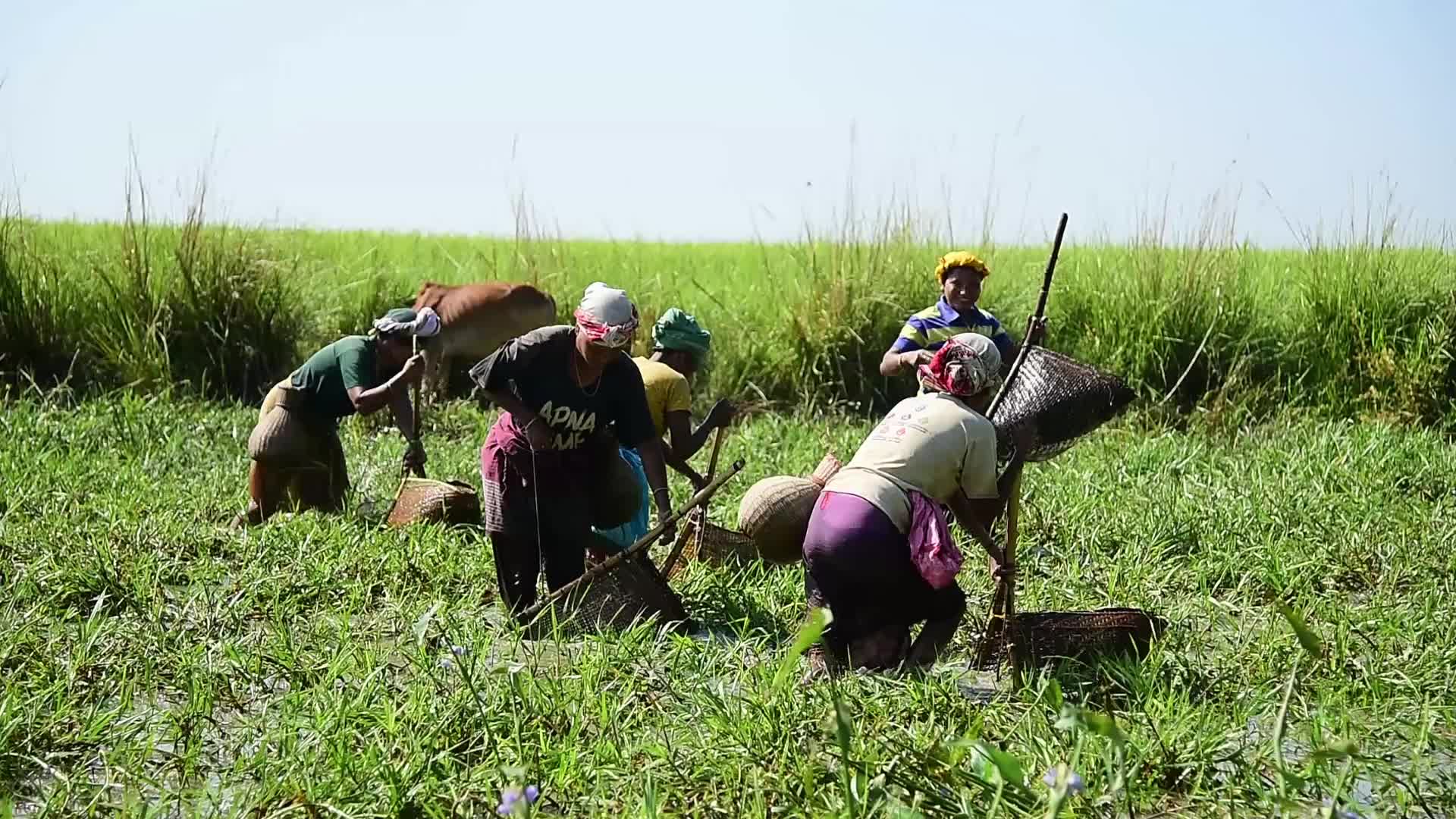Tribal women catch fish in India