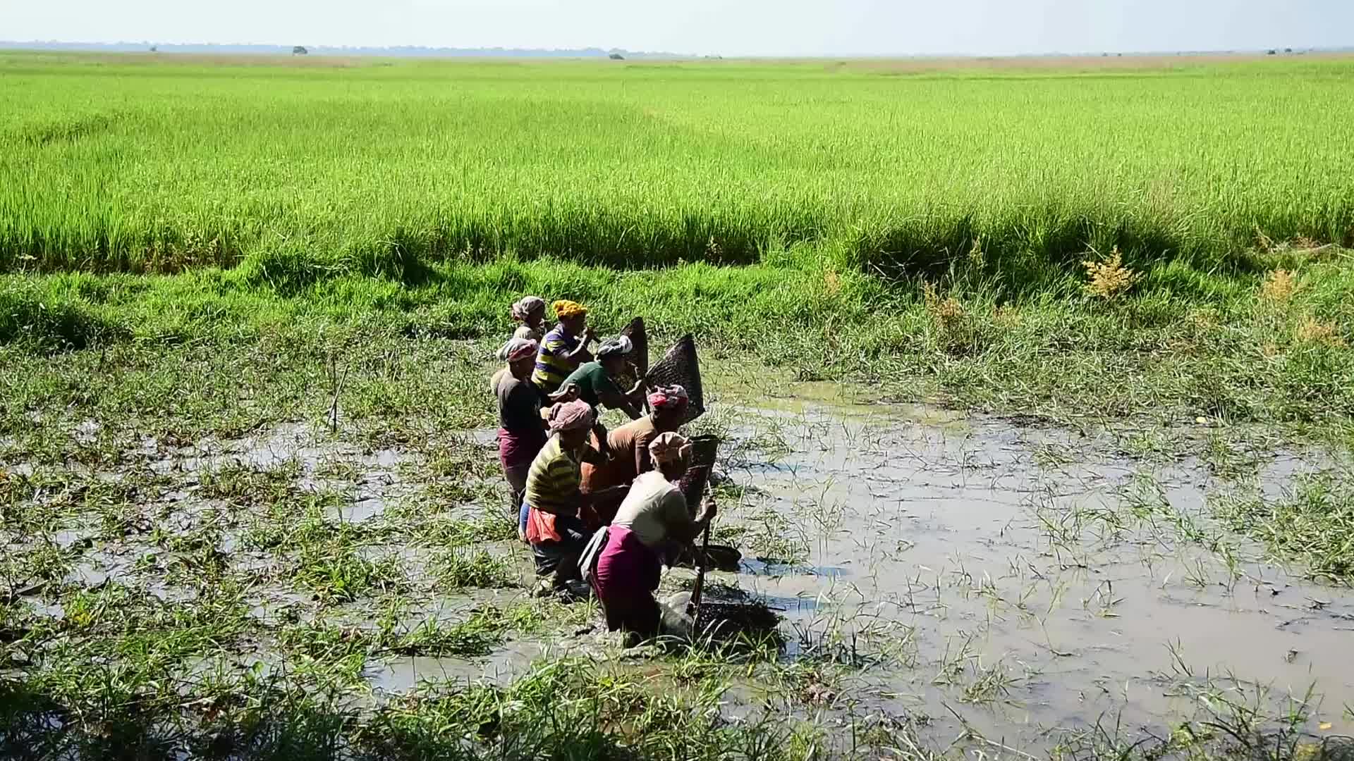Tribal women catch fish in India