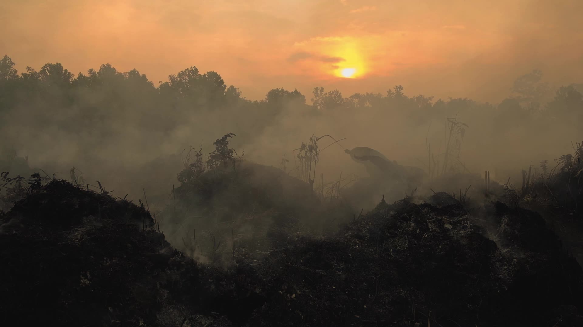 Riau Attempt To Extinguish Forest Fires
