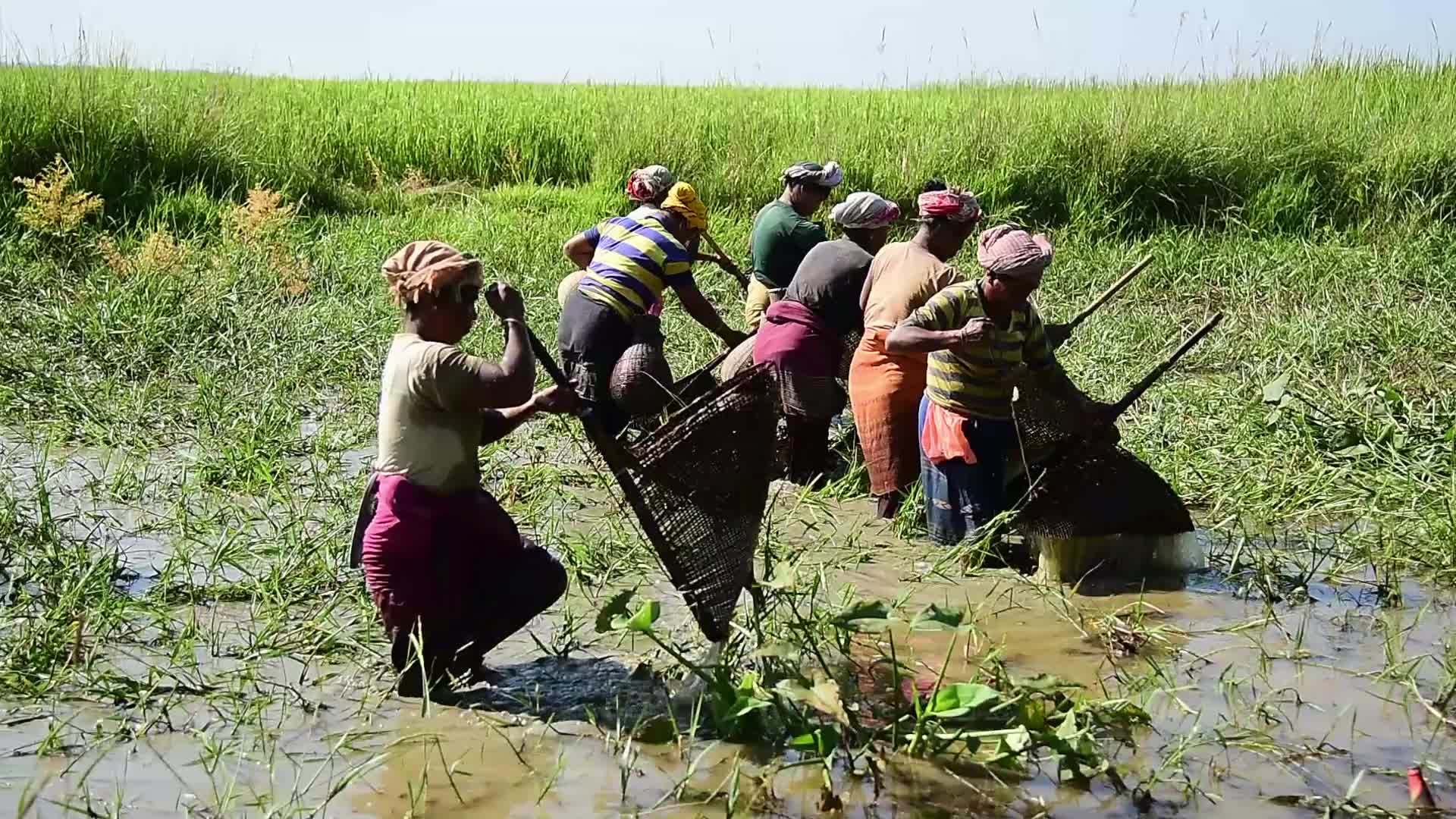 Tribal women catch fish in India