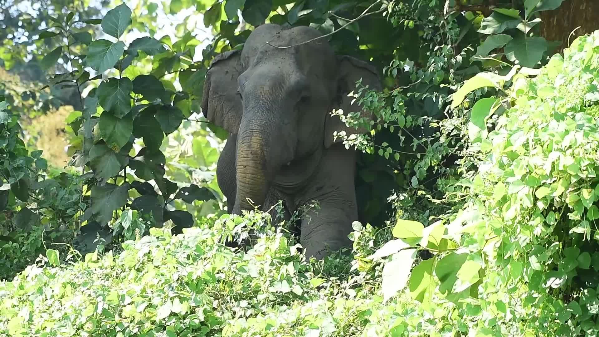 Forest officials providing treatment and food to the injured wild elephants in India 