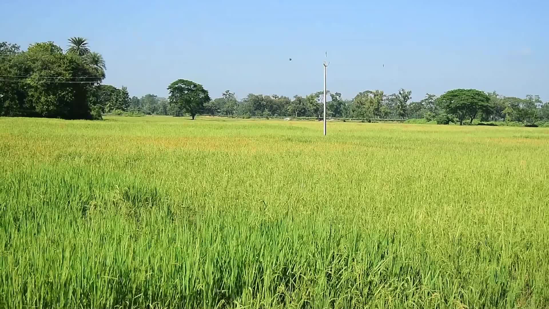 Ripening of paddy escalates human-elephant conflict in India