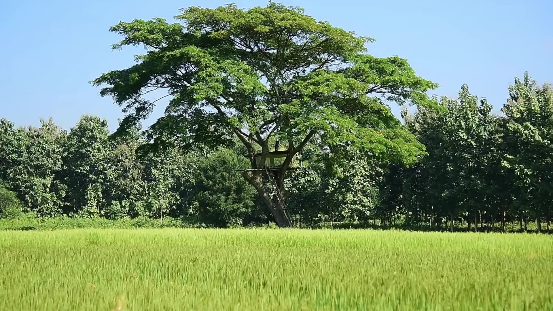 Ripening of paddy escalates human-elephant conflict in India