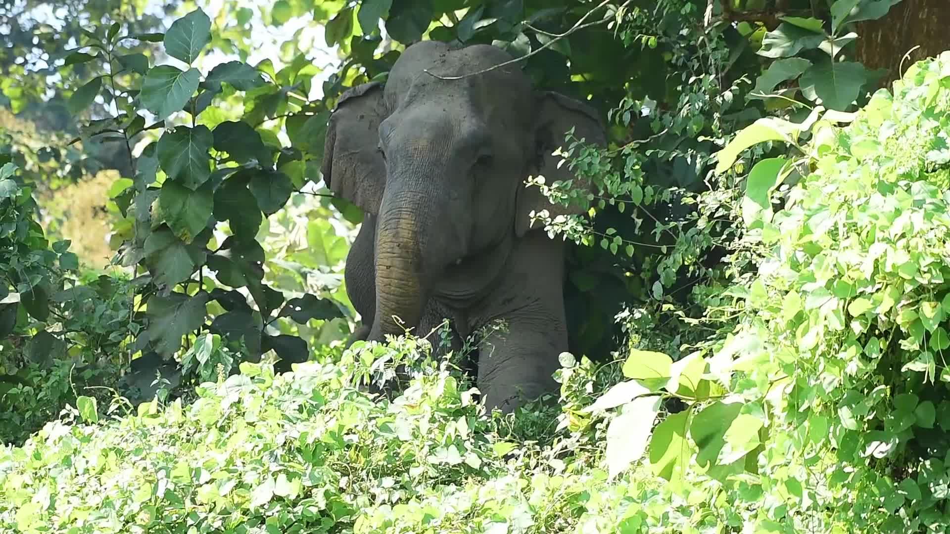 Ripening of paddy escalates human-elephant conflict in India
