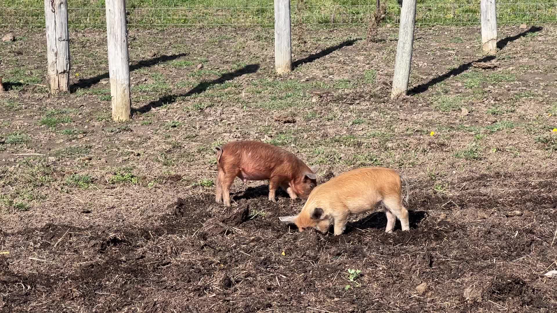Organic pork production in Ontario