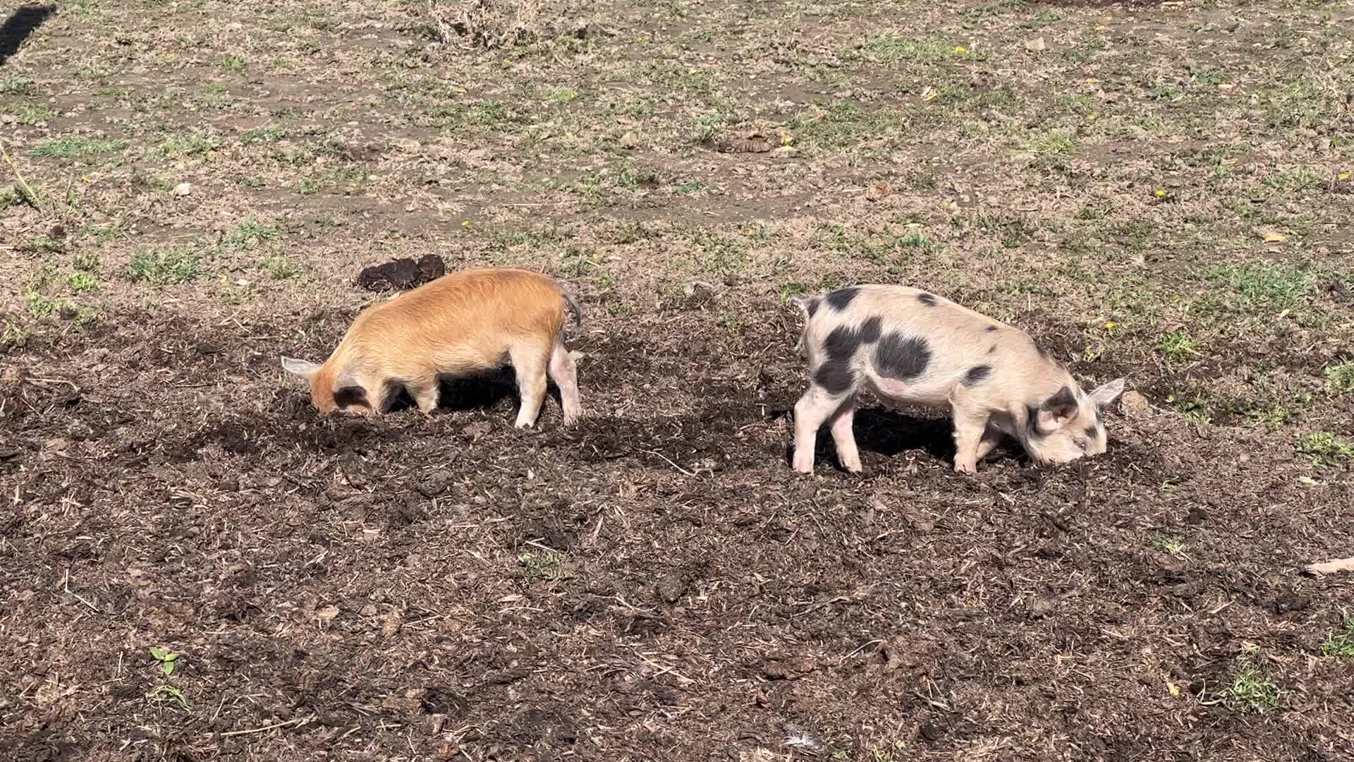 Organic pork production in Ontario