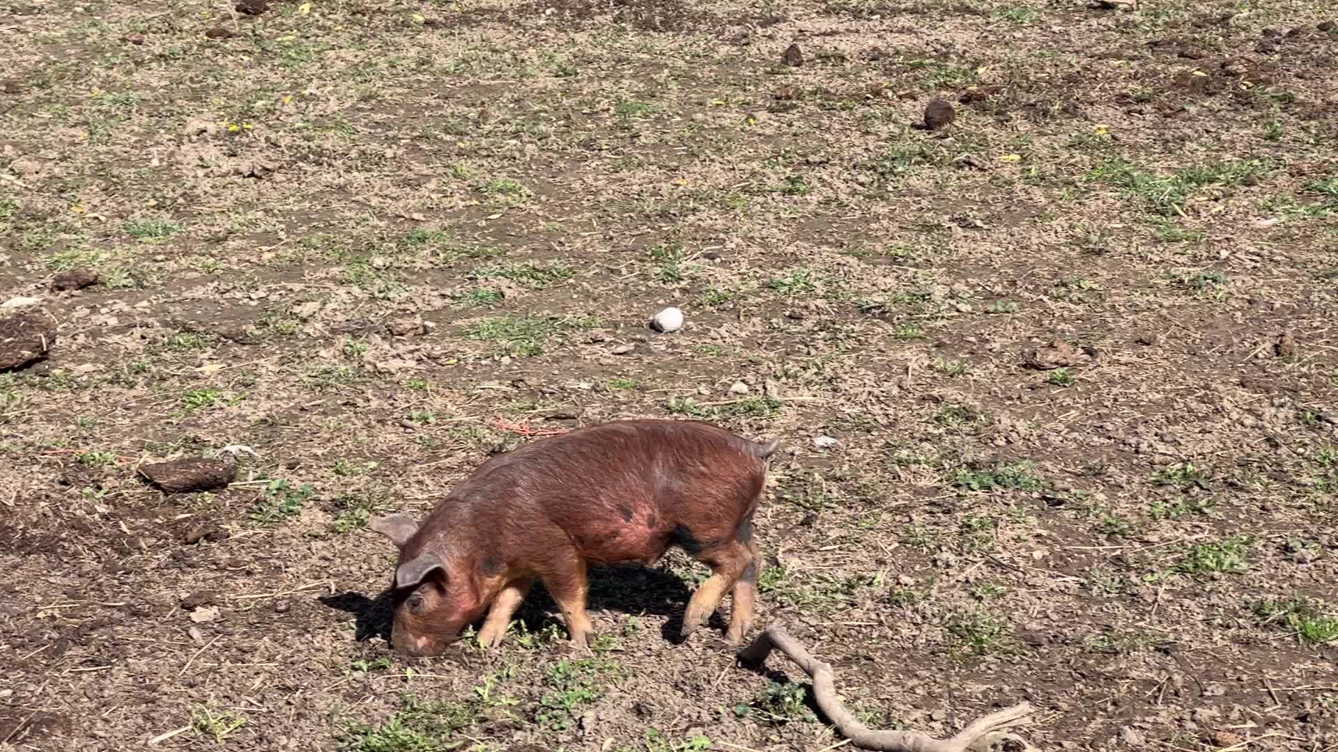 Organic pork production in Ontario