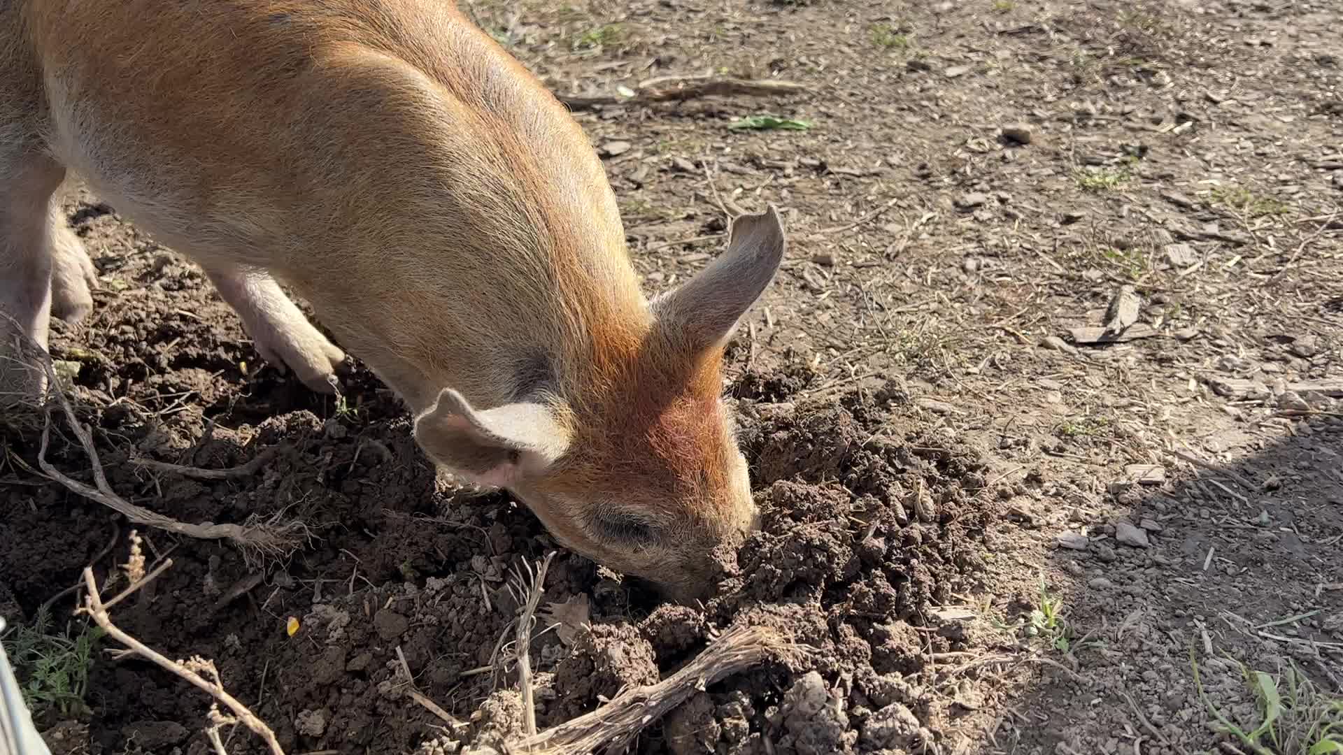 Organic pork production in Ontario