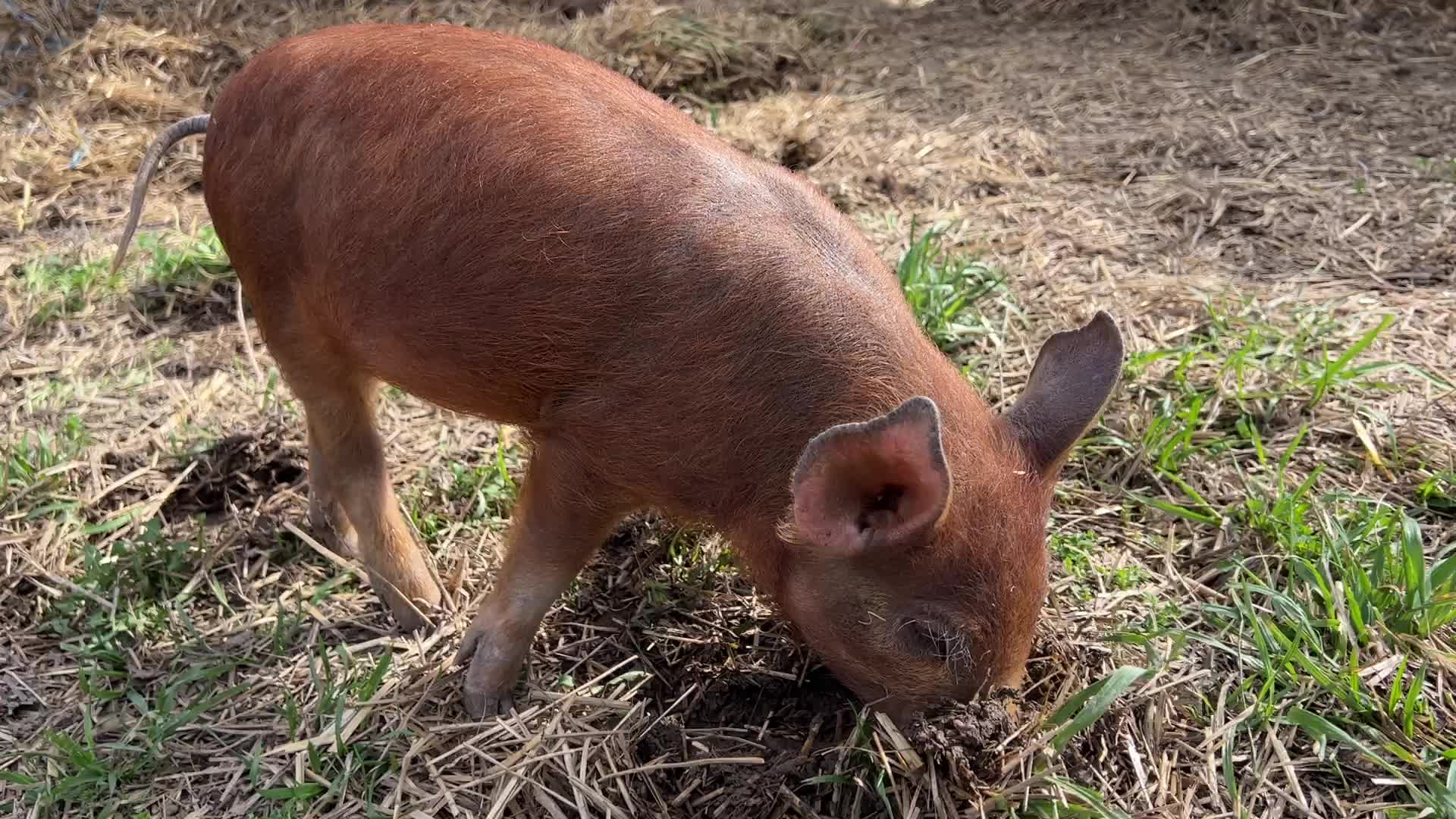 Organic pork production in Ontario