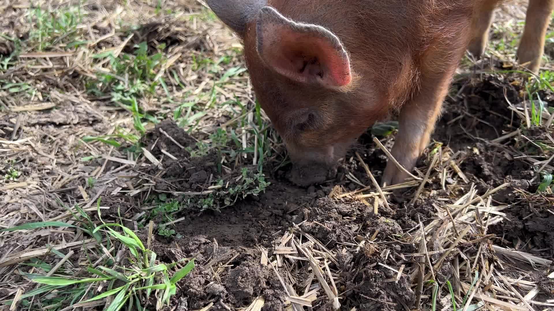 Organic pork production in Ontario