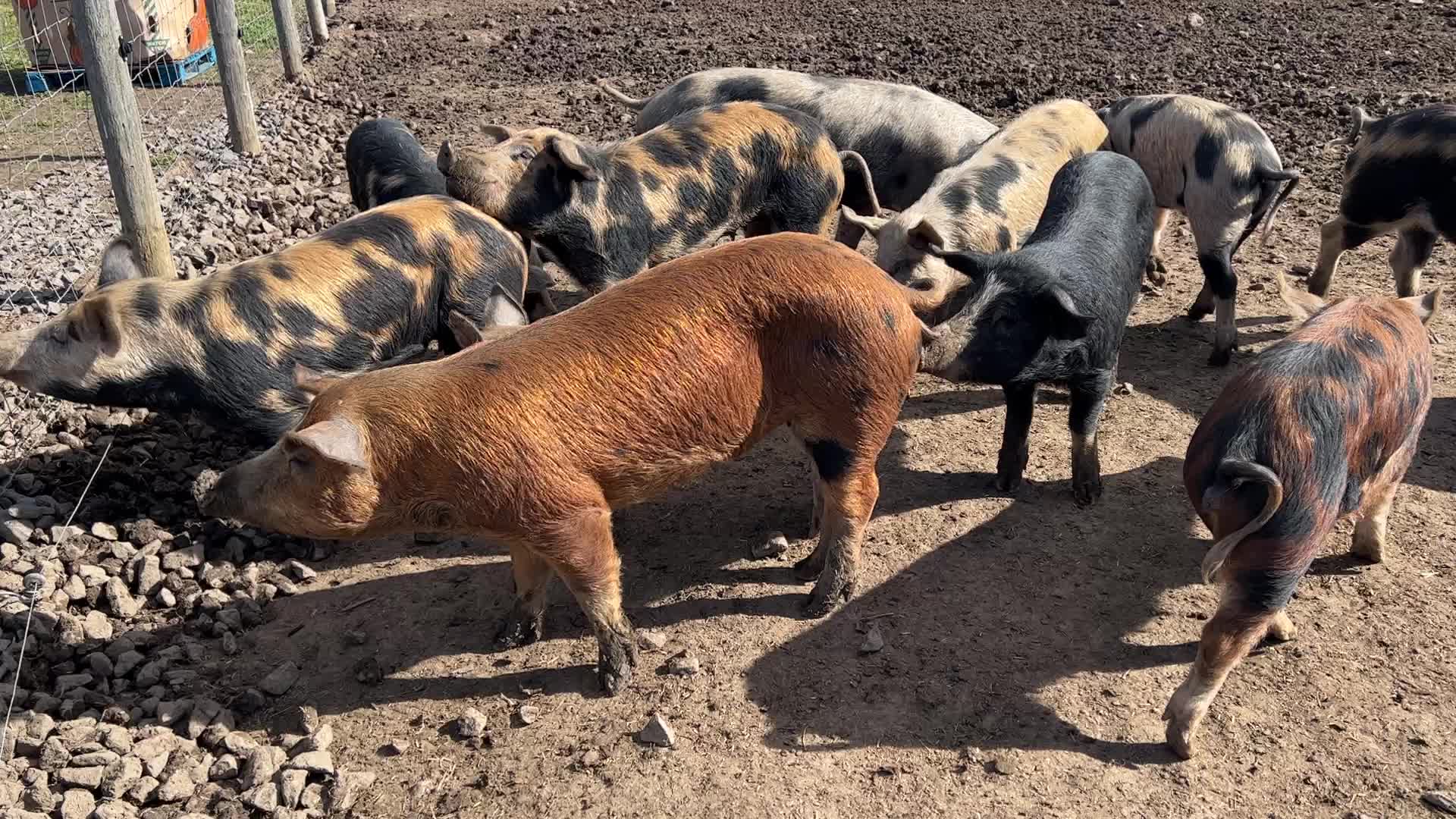 Organic pork production in Ontario