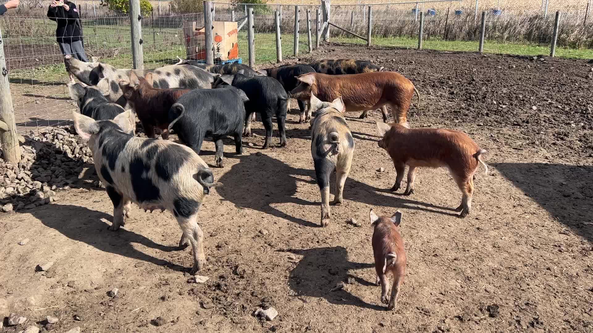 Organic pork production in Ontario
