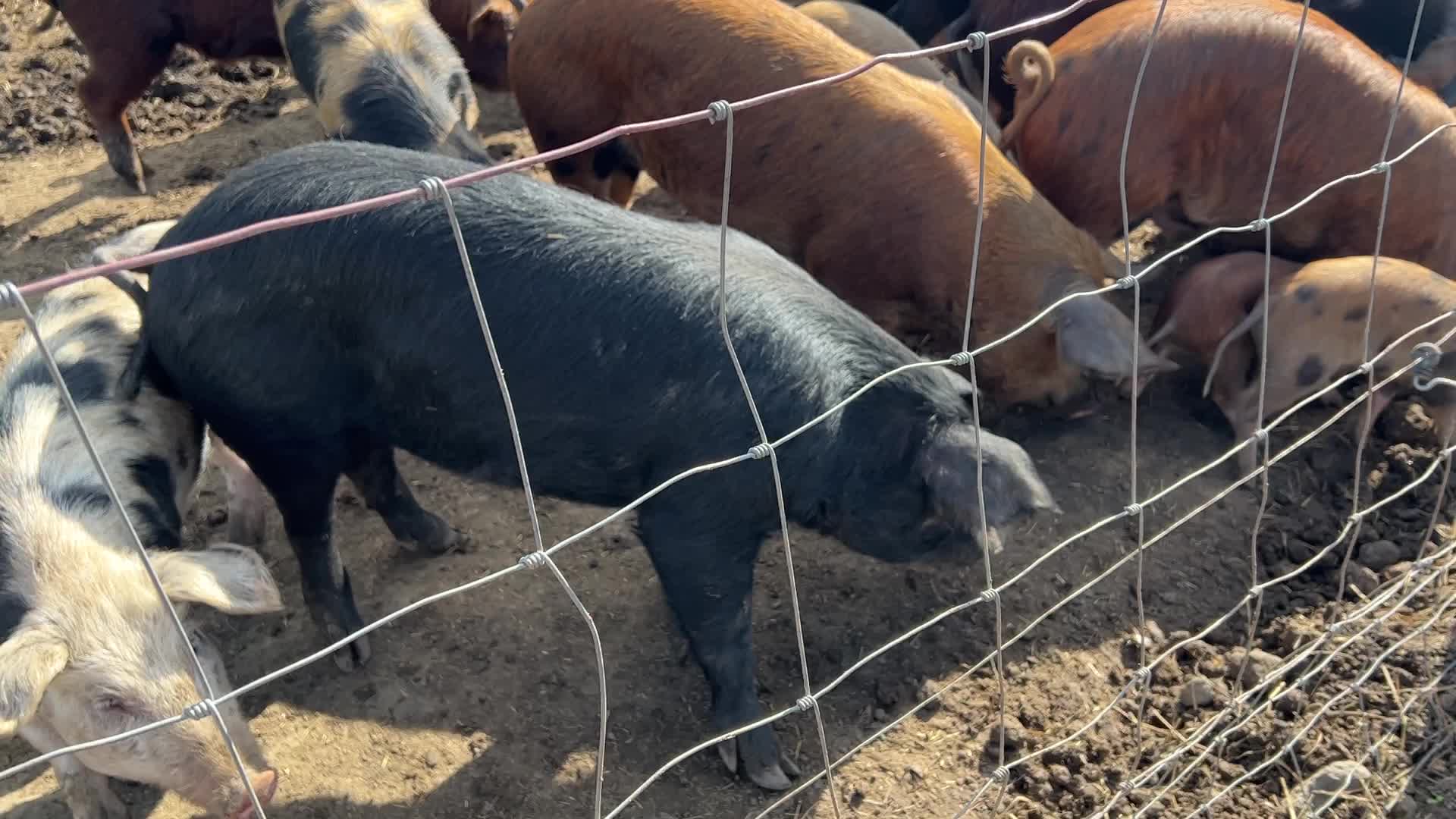 Organic pork production in Ontario