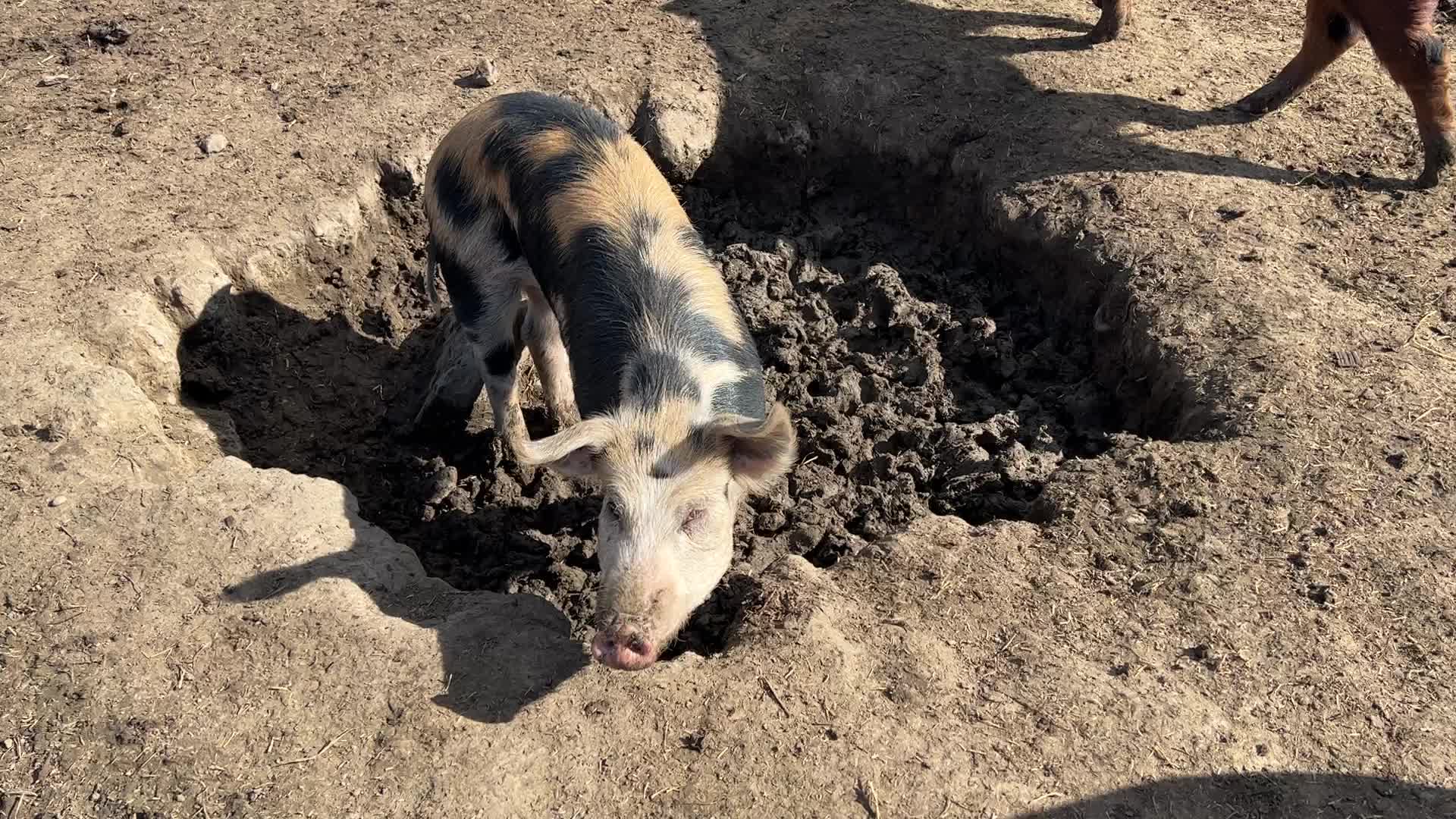 Organic pork production in Ontario