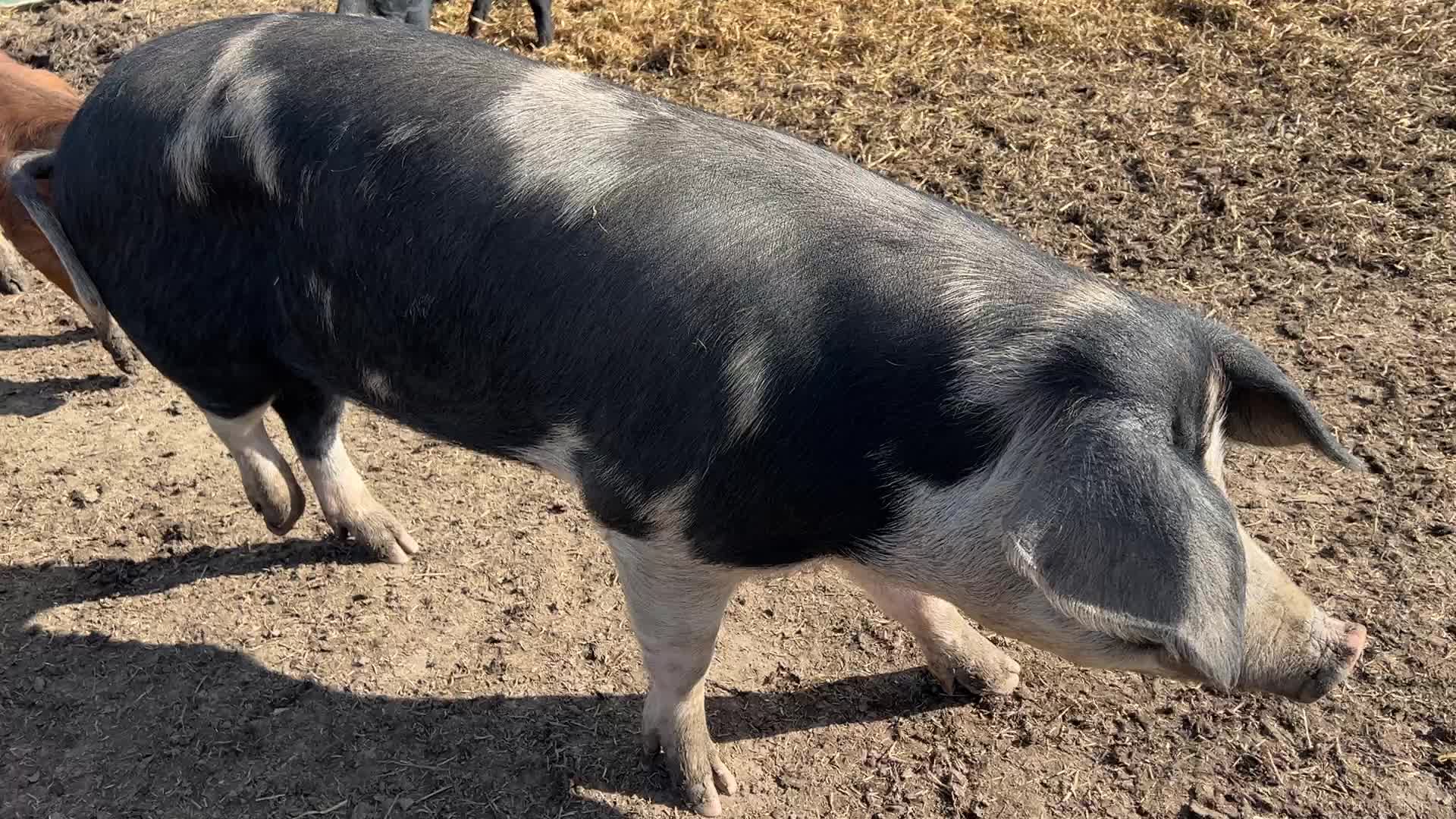 Organic pork production in Ontario