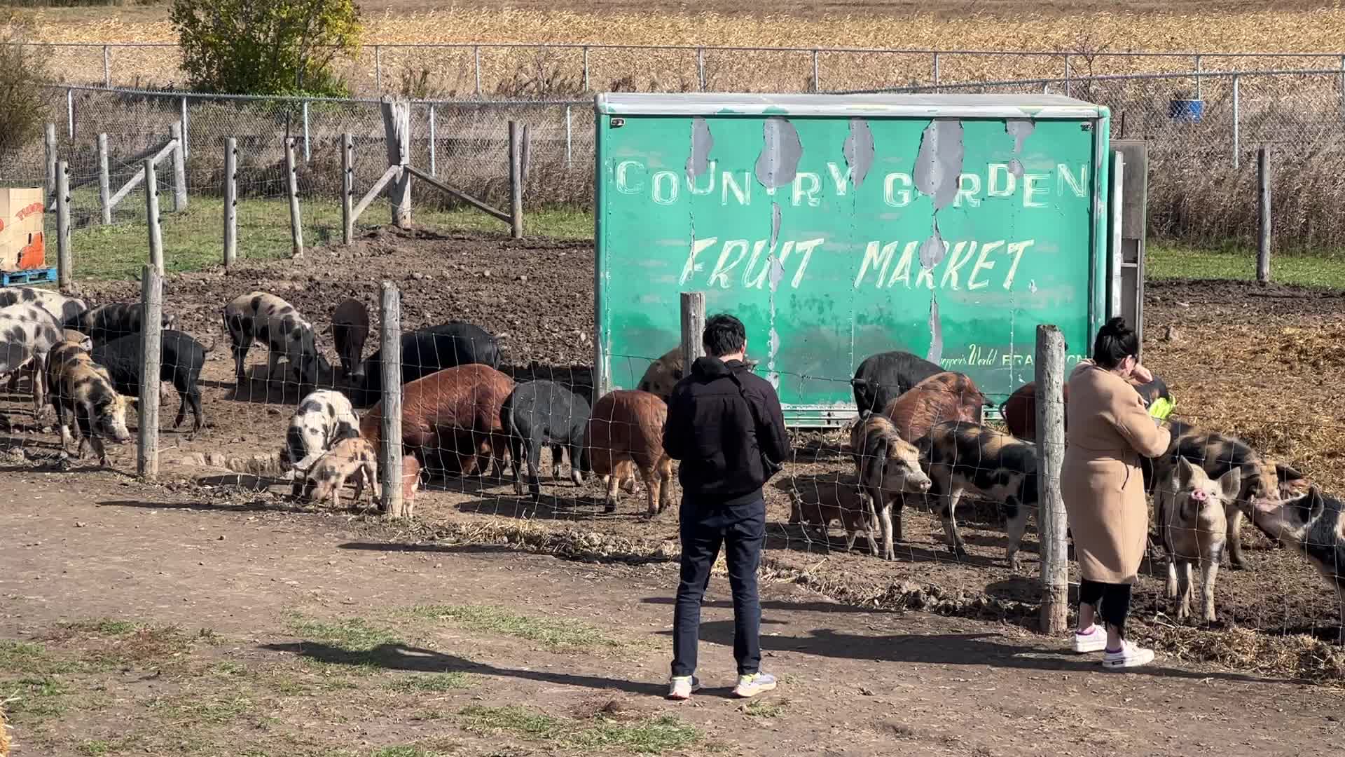 Organic pork production in Ontario
