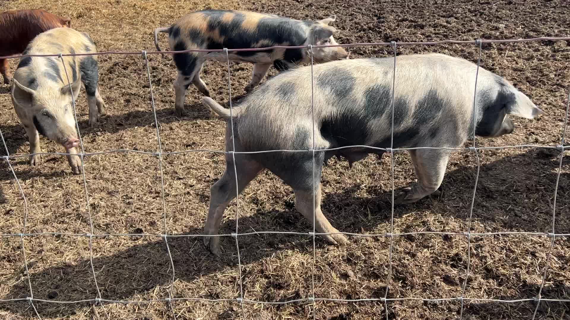 Organic pork production in Ontario