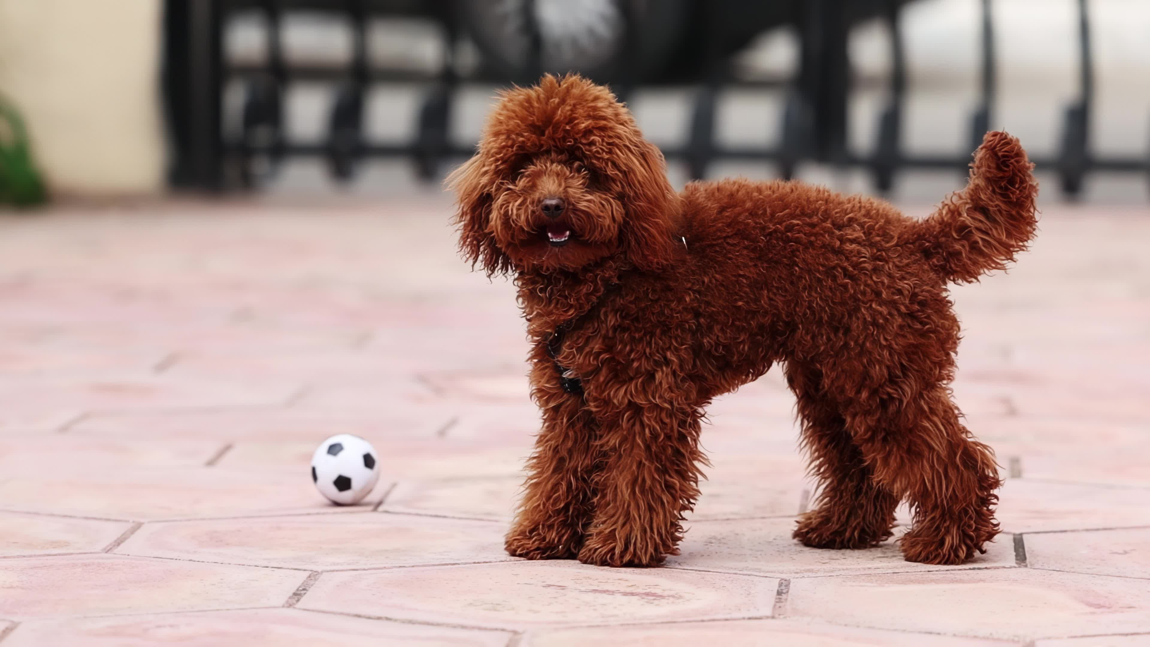 Slow Motion Of A Red Poodle Toy 