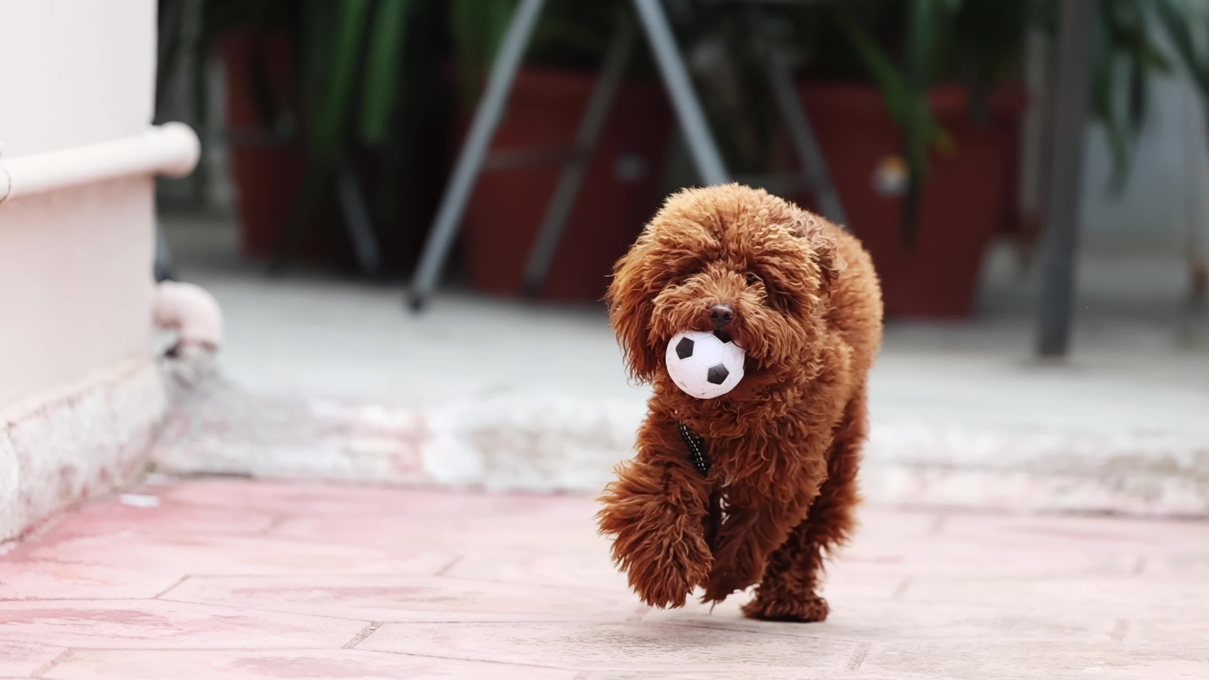 Slow Motion Of A Red Poodle Toy 