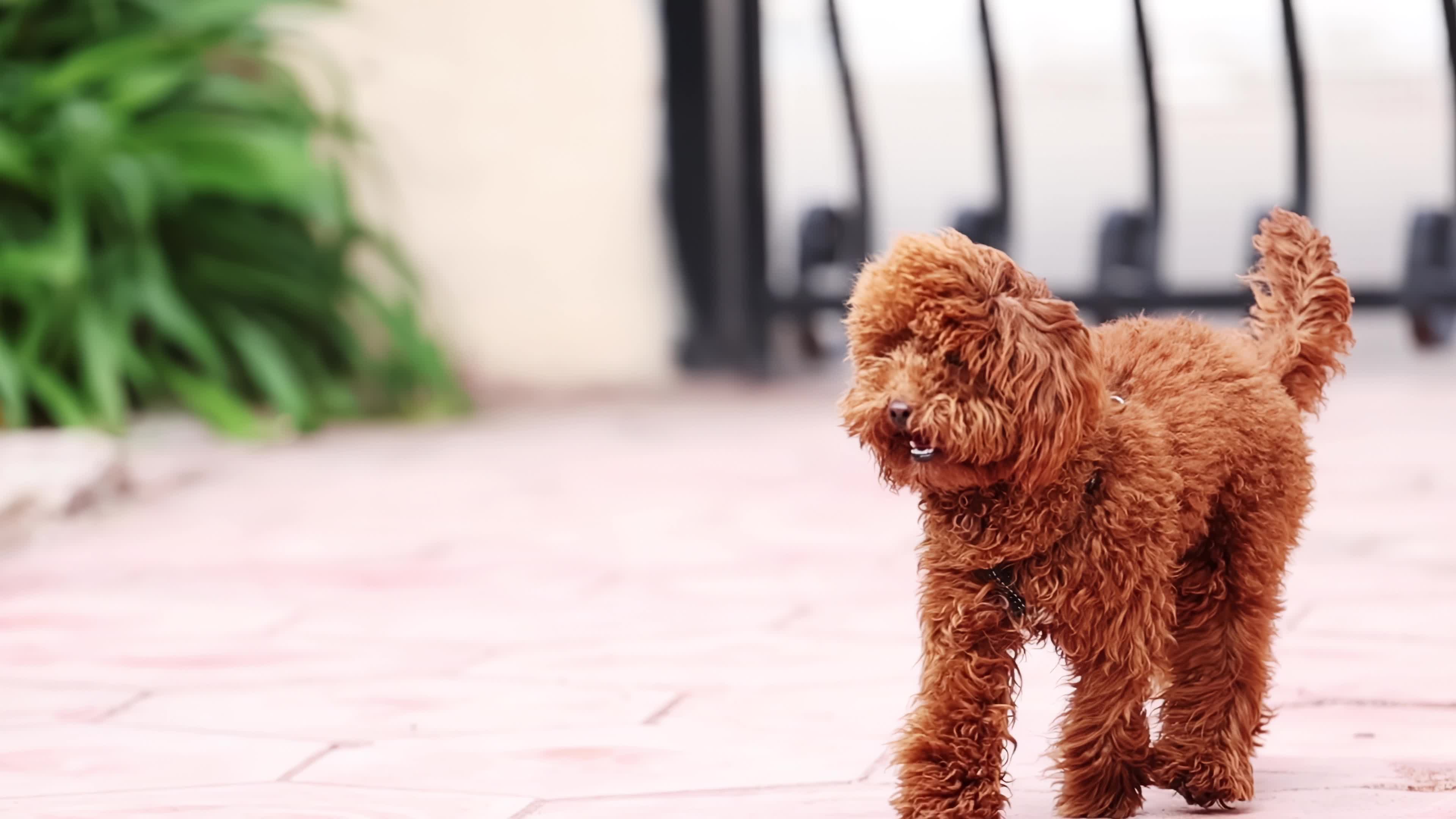 Slow Motion Of A Red Poodle Toy 