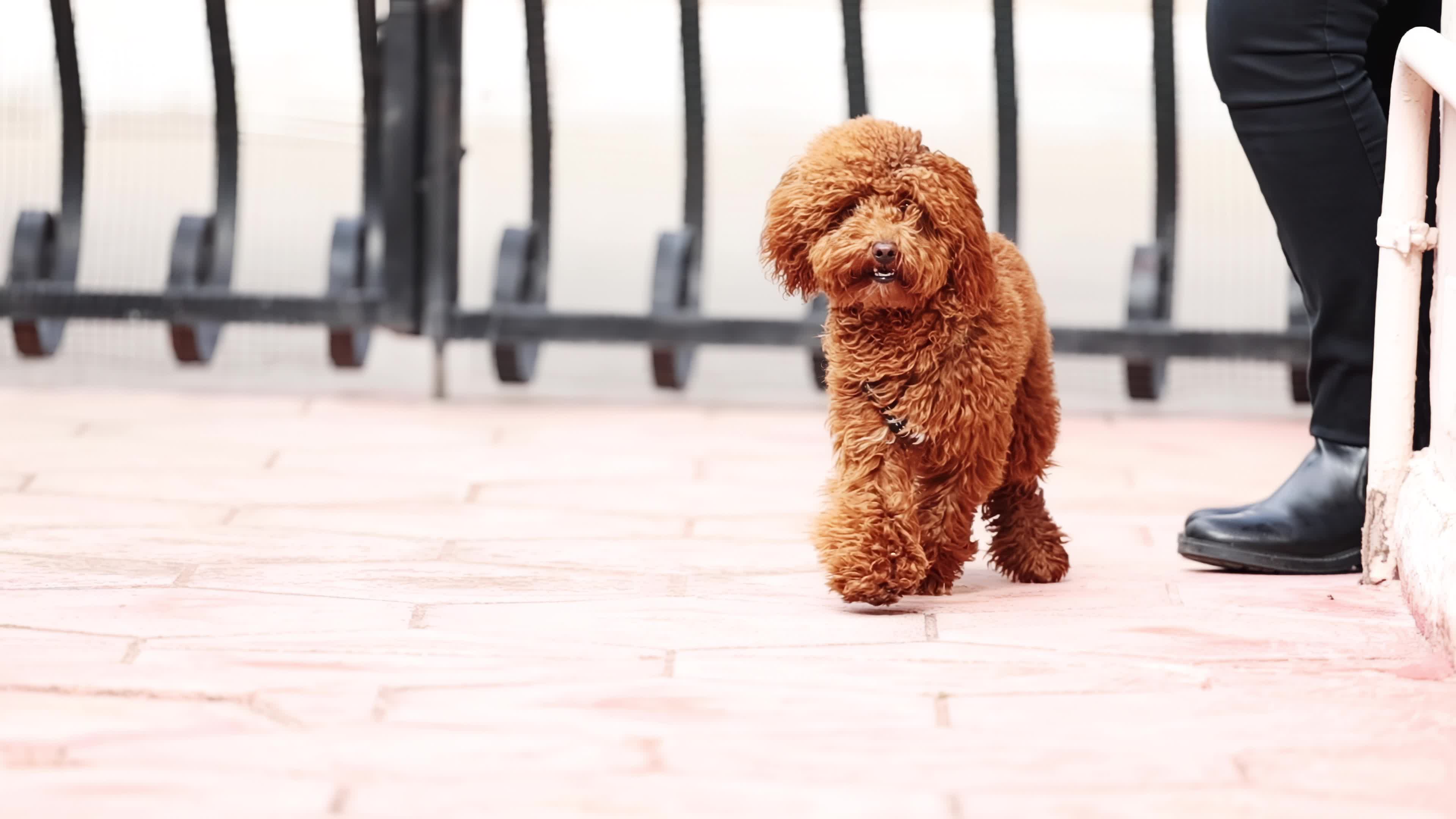 Slow Motion Of A Red Poodle Toy 