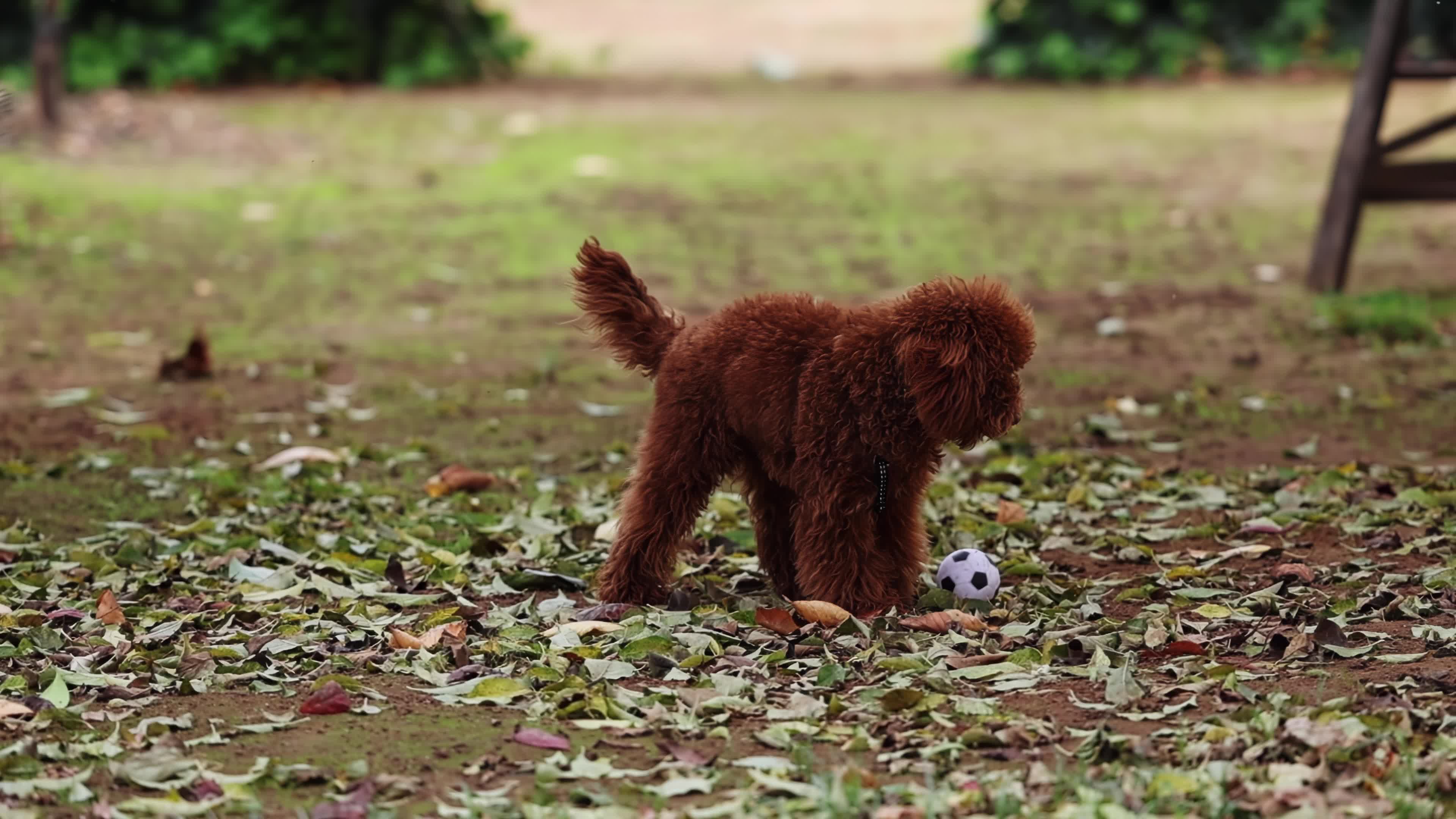 Slow Motion Of A Red Poodle Toy 